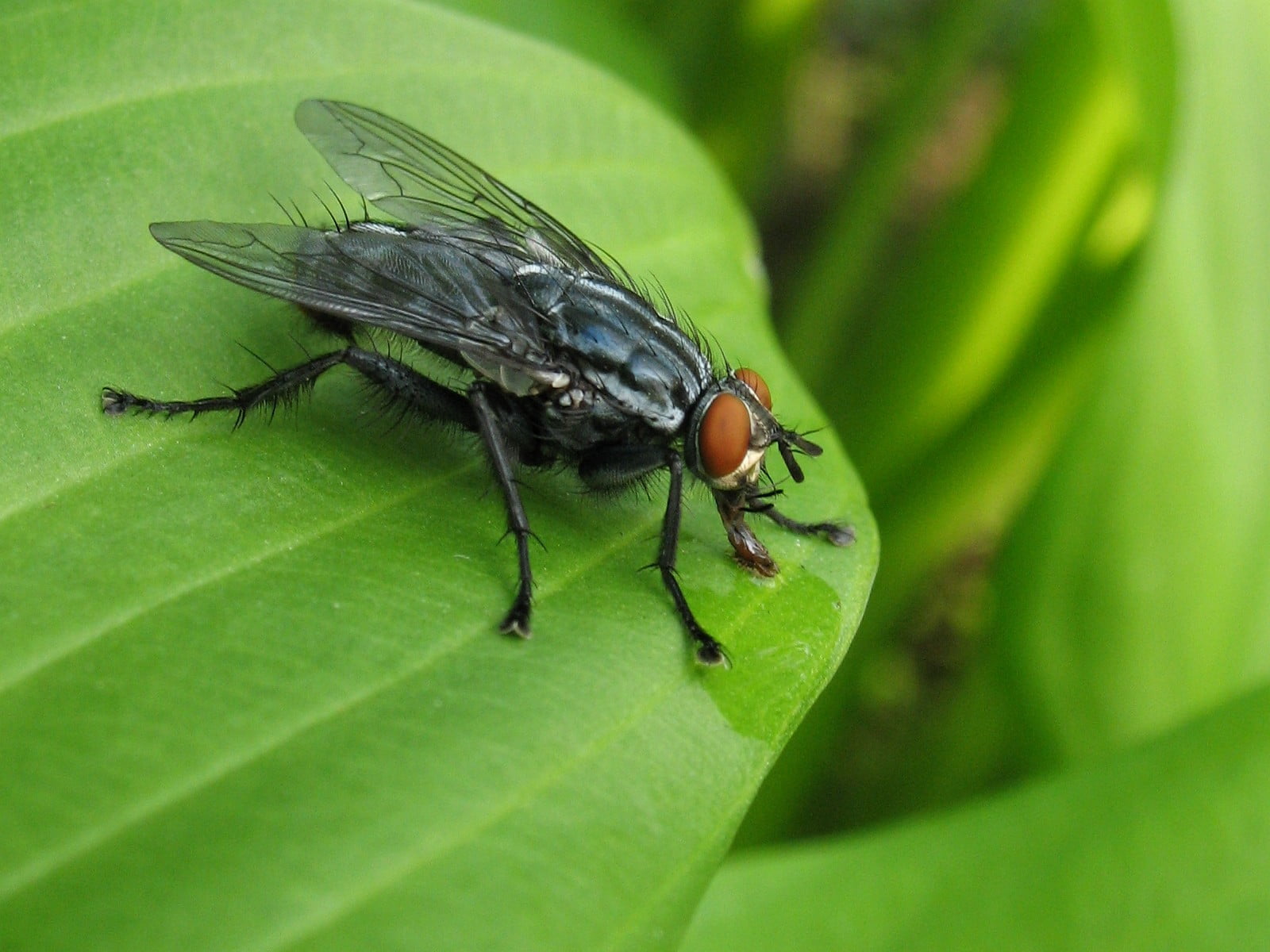 fly, Canon PowerShot A620, on top, Sarcophagidae, housefly, insect, brown, nature  Canada, green, leaf, Diptera, Mouche, 720P, green leaf, black and brown, HD Wallpaper