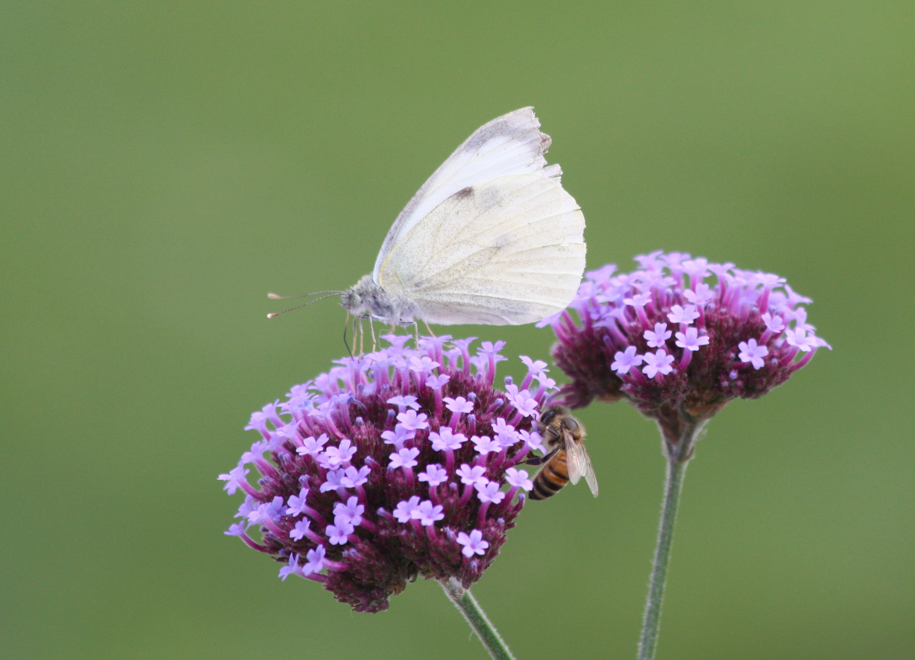 Insect, skipper, butterfly, close-up, white, purple Lantana, Nature, England, daytime, photography, perched, Skipper Butterfly, animal, Pieris brassicae, HD Wallpaper