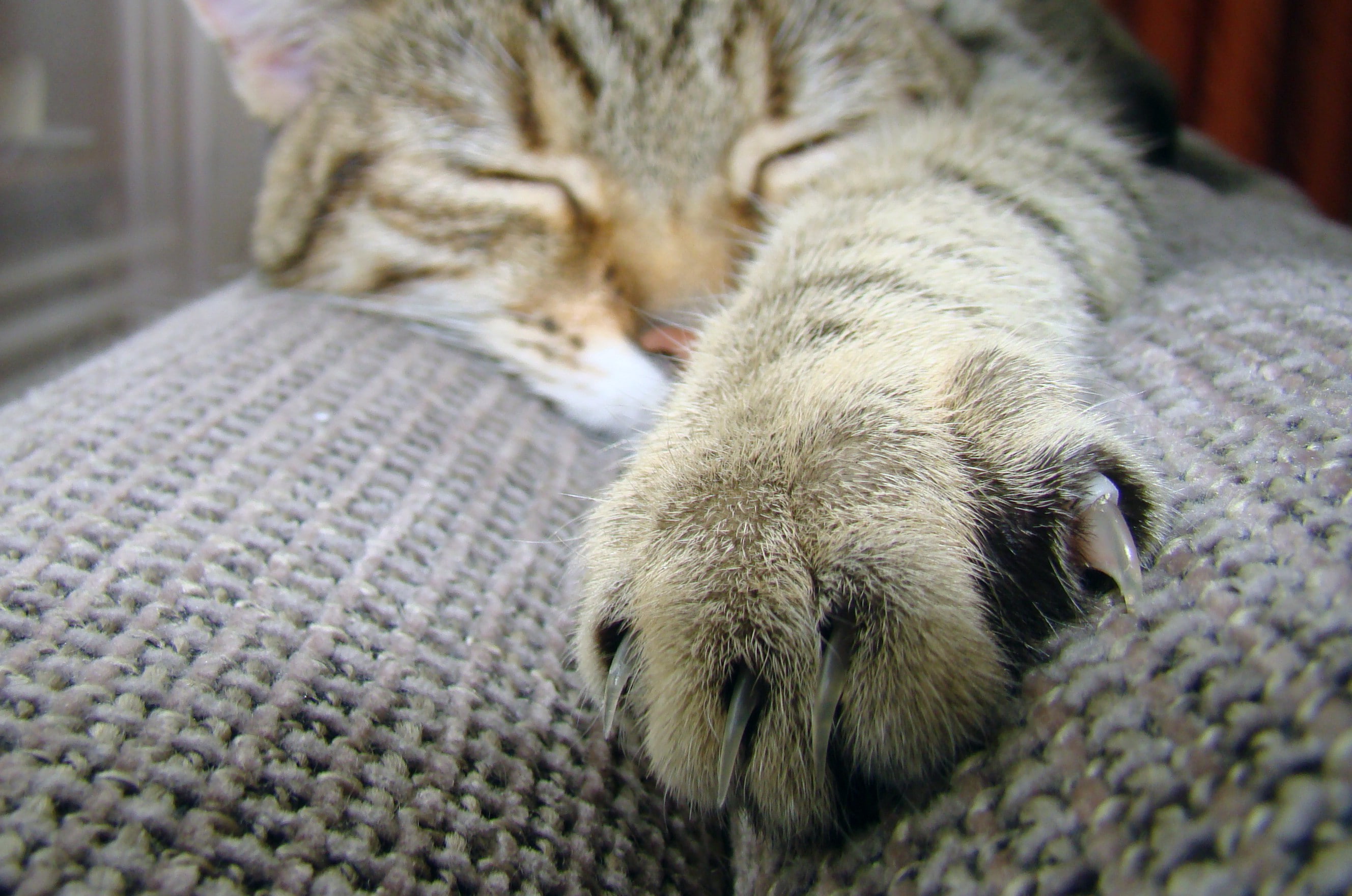 2K, claws, sleeping, paw, claw, wool, macro, cat, HD Wallpaper