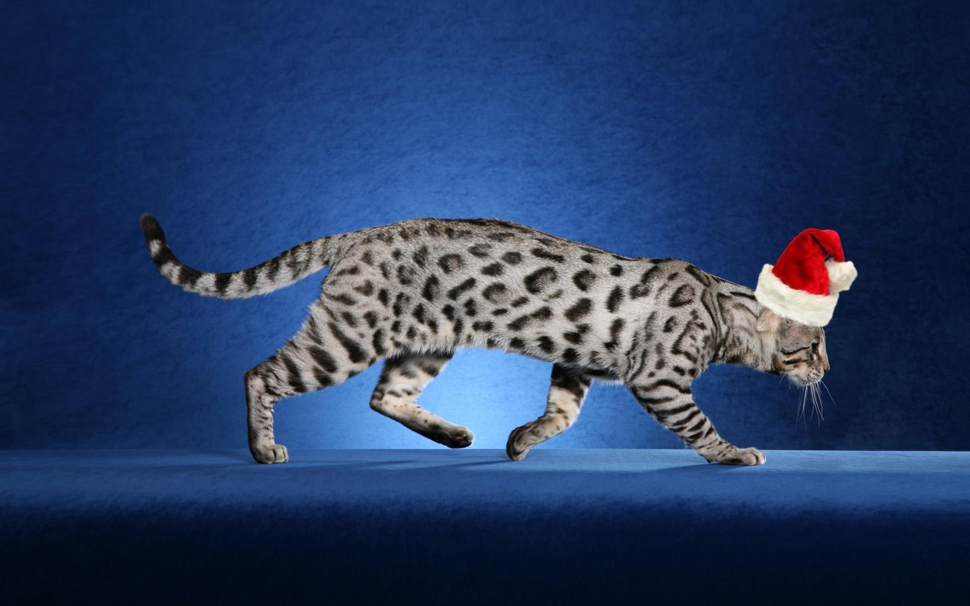1080P, santa, feline, claws, animals, HD Wallpaper