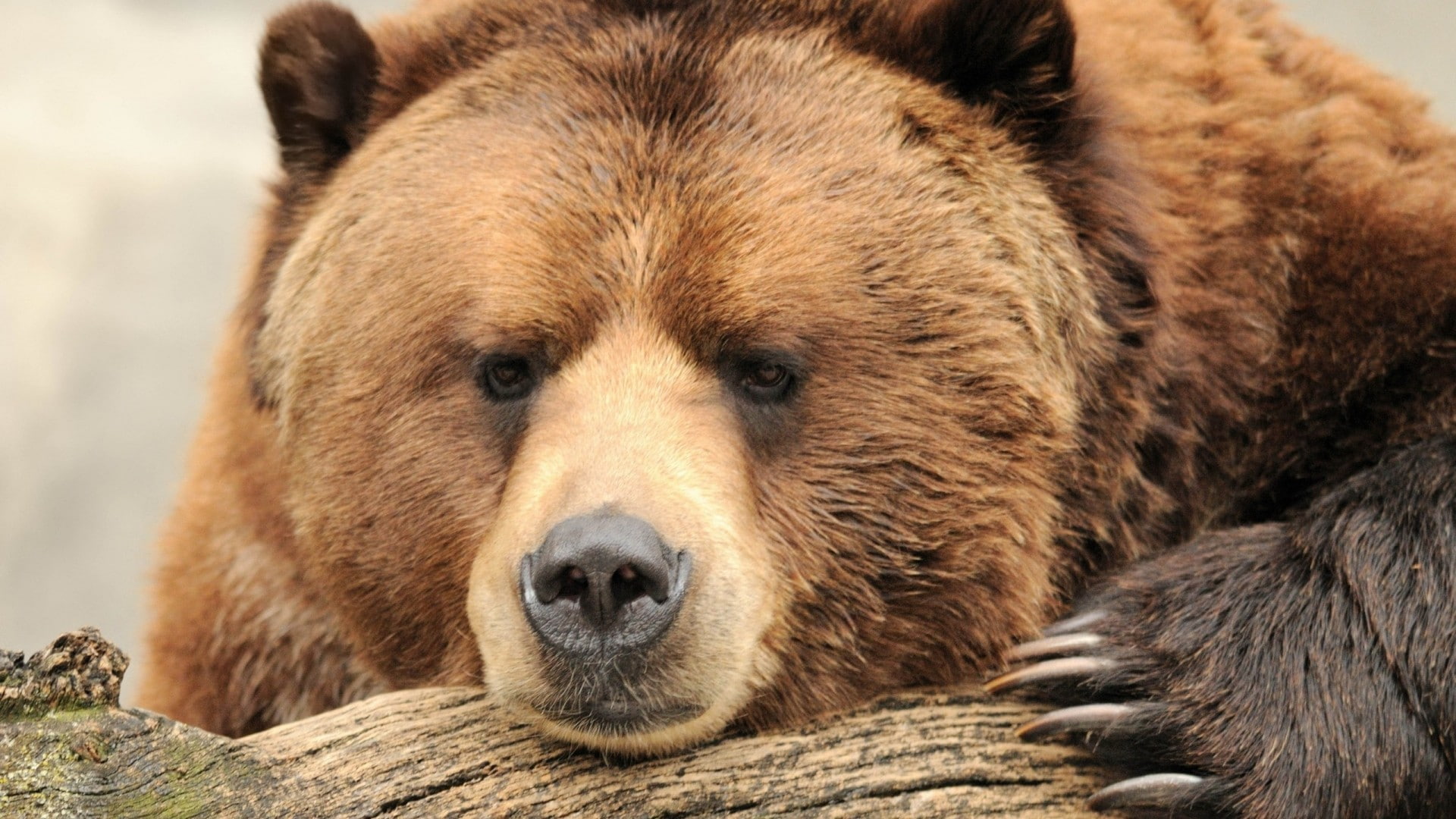 focus on foreground, day, closeup, 1080P, close-up, animal wildlife, no people, animal body part, nature, bear, animals in the wild, looking at camera, HD Wallpaper