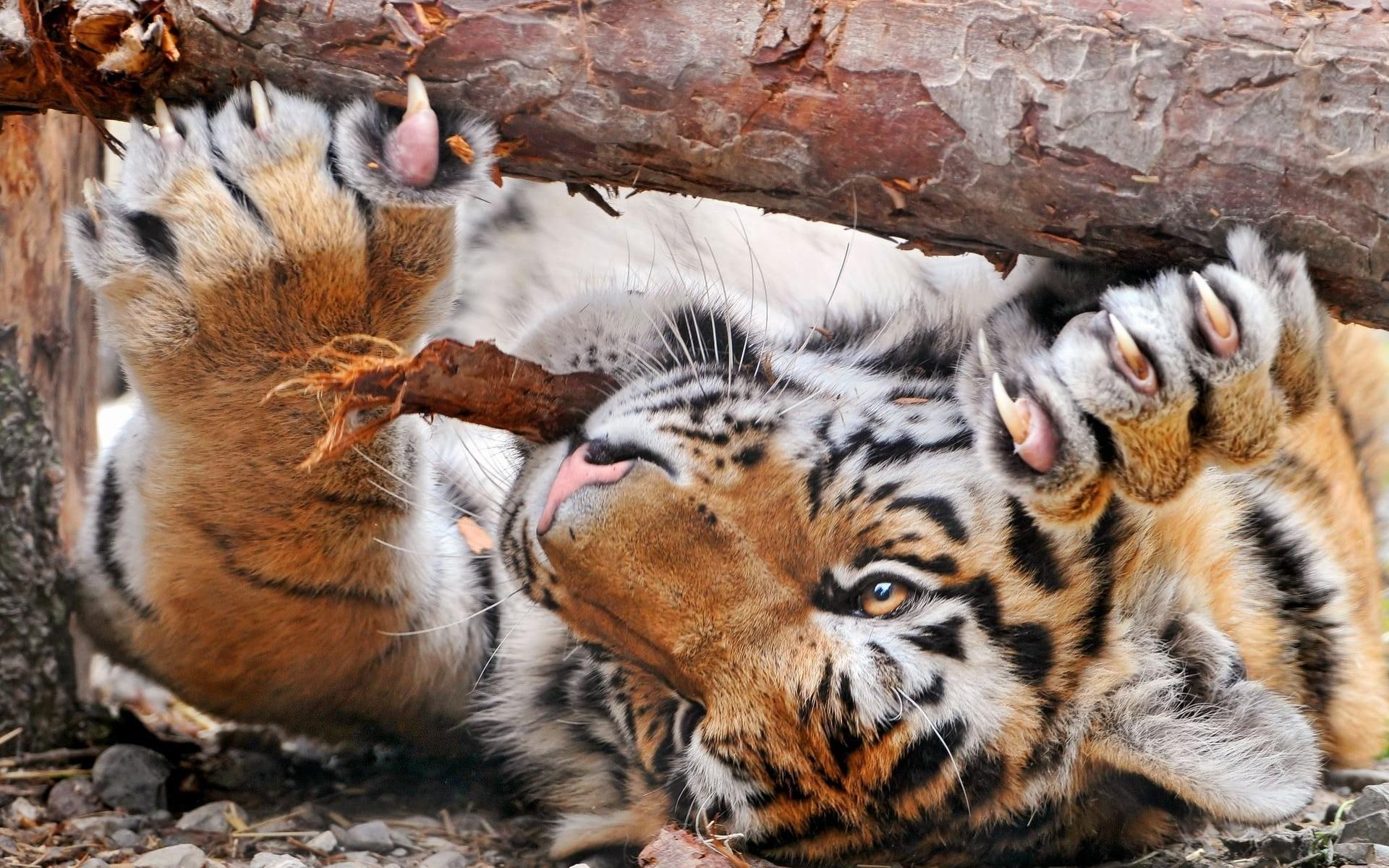 whiskers, animal, 1080P, n, animals, claws, tiger, paws, feline, stripes, HD Wallpaper