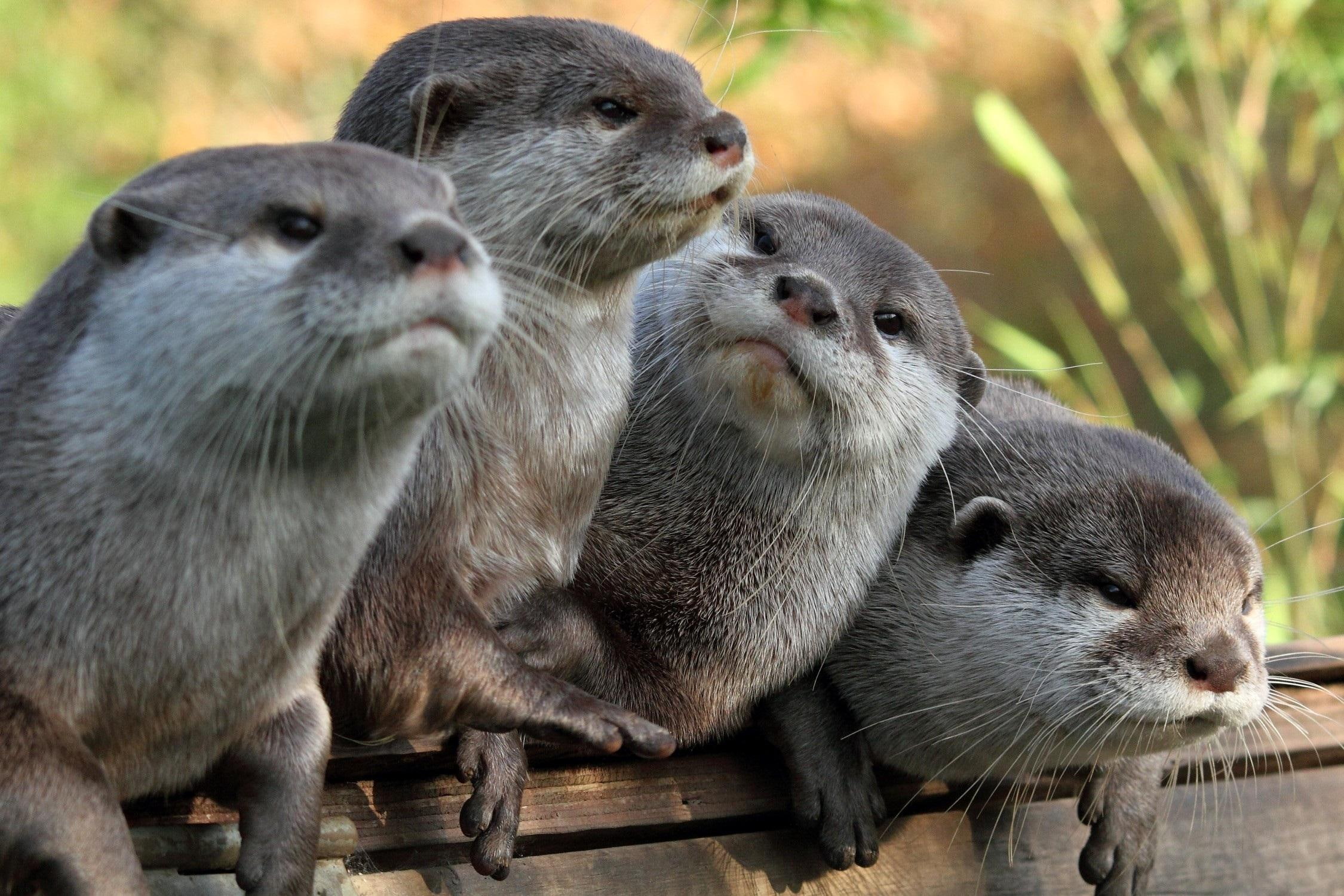 wydry, animals, 1080P, otters, zwierzeta, ladowe, wodne, HD Wallpaper