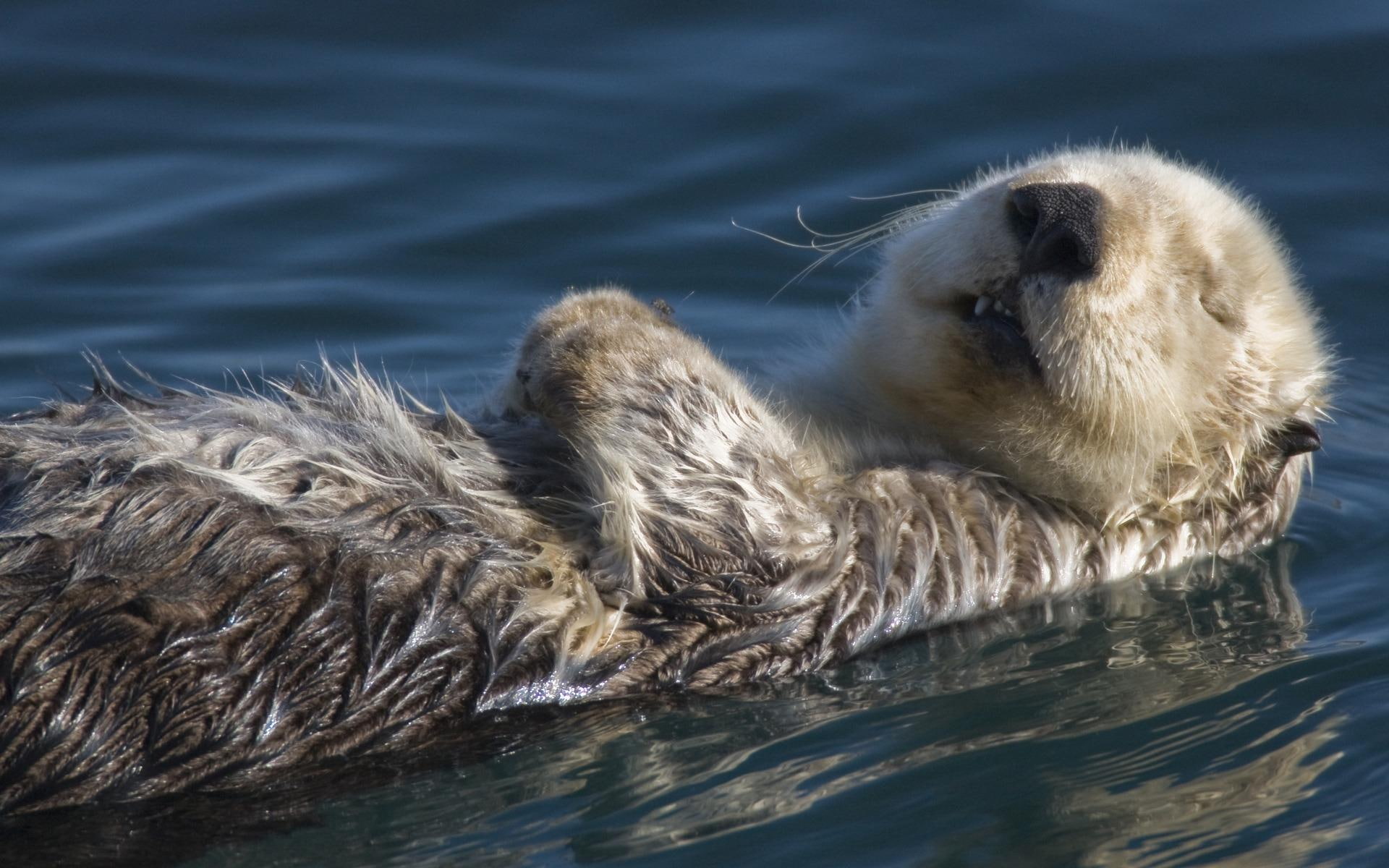 otter, 1080P, animals, marmal, water, gray, lake, relaxing, HD Wallpaper