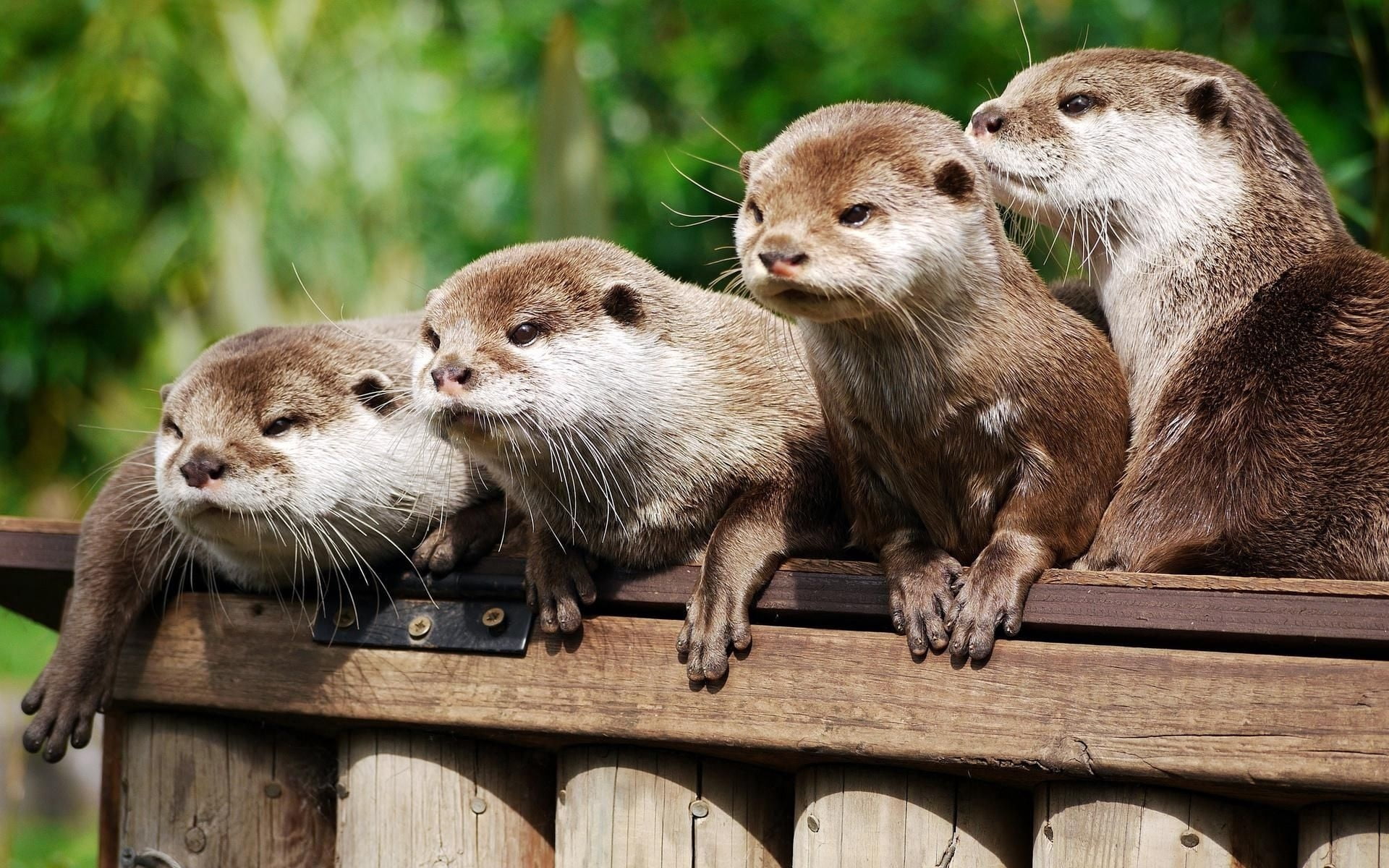 timber, vertebrate, young Animal, day, 1080P, no People, looking, underwater, animal themes, small, brown, animal family, otter, whisker, four animals, HD Wallpaper
