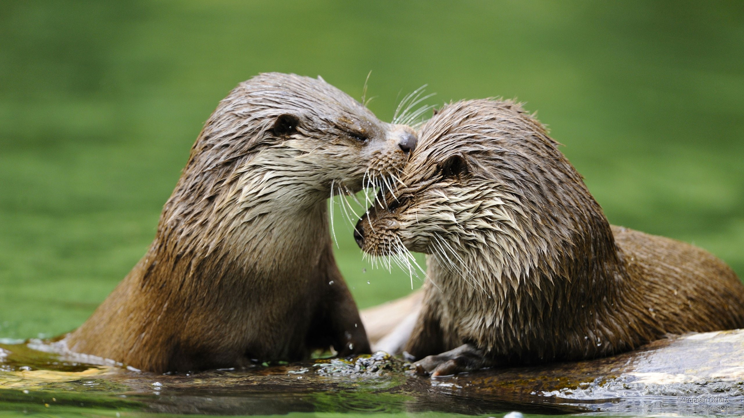otters, Animals, 2K, european, HD Wallpaper