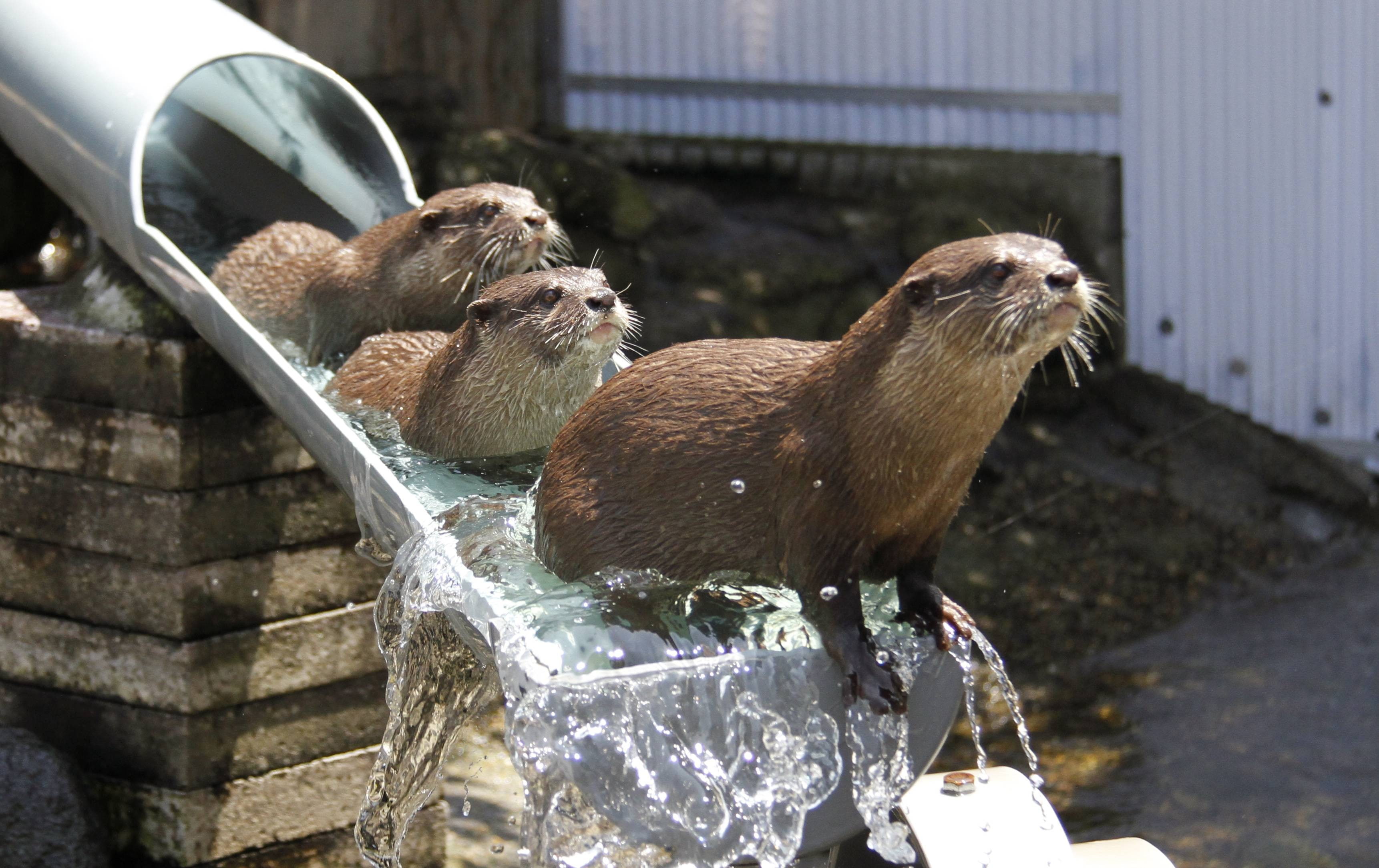 animals, brown, 2K, three, water, cute, otters, HD Wallpaper