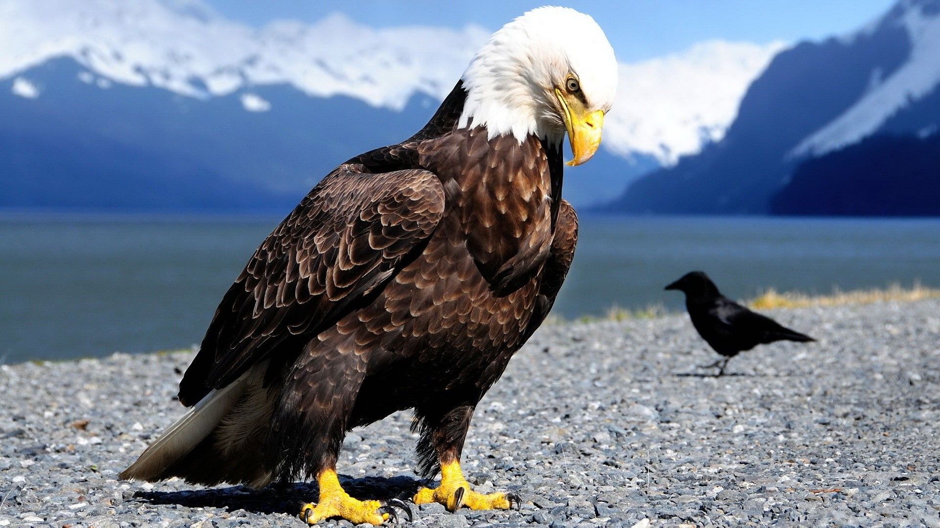 birds, 1080P, crow, bird of prey, closeup, nature, bald eagle, eagle, animals, claws, anime, wildlife, HD Wallpaper