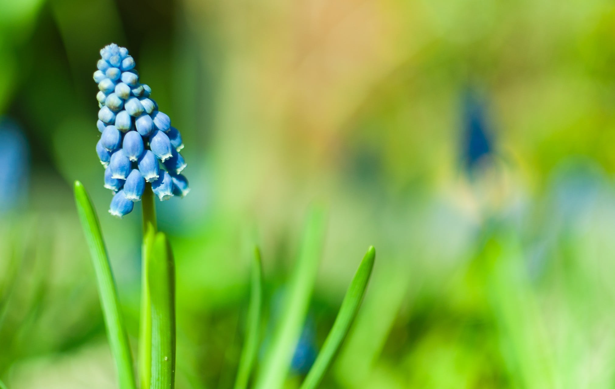 food and drink, plantation, 1080P, flower, growth, blue, blue flowers, berry fruit, freshness, field, bud, no people, agriculture, unripe, green color, HD Wallpaper