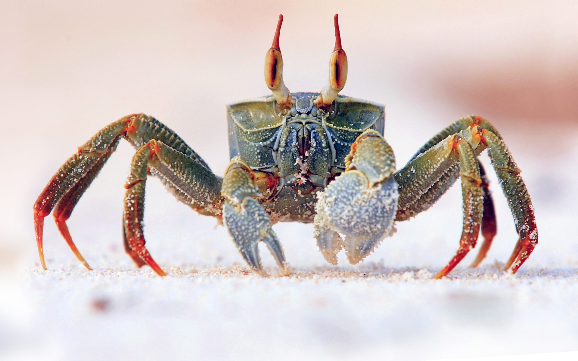 crab, sand, claw, Ocean, Sea, armor, 1080P, eyes, HD Wallpaper