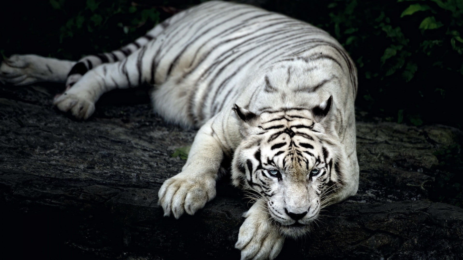 animal, relaxation, animal themes, endangered species, nature, animal wildlife, big cat, depth of field, carnivora, white tigers, feline, vertebrate, mammal, HD Wallpaper