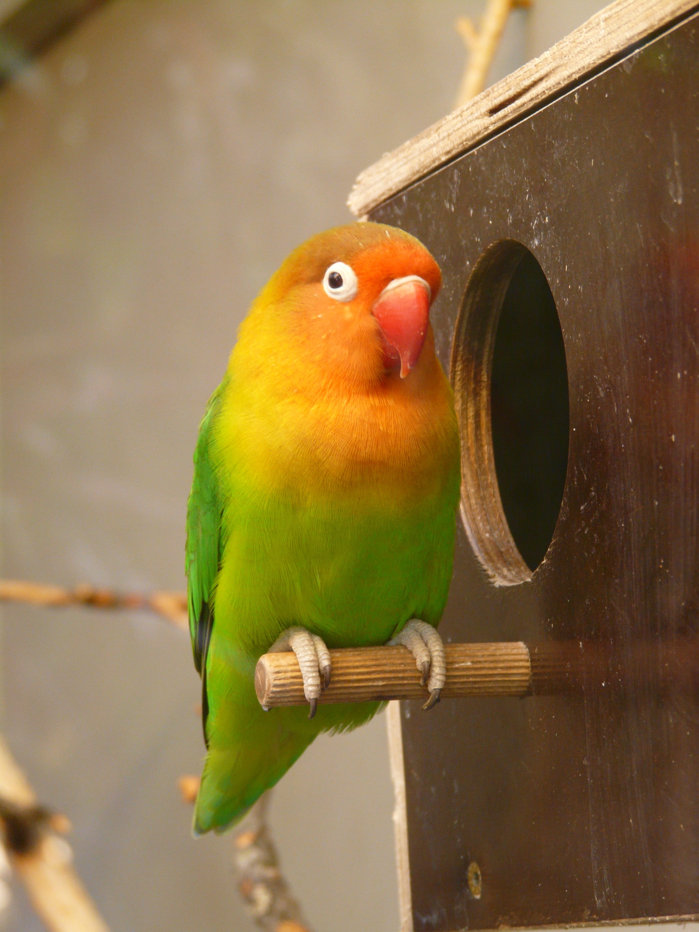aviary, Parrot, creature, color, parakeet, wood - material, close-up, outdoors, one animal, green, nature, eye, vertebrate, perched, no people, red, colorful, Phone HD Wallpaper