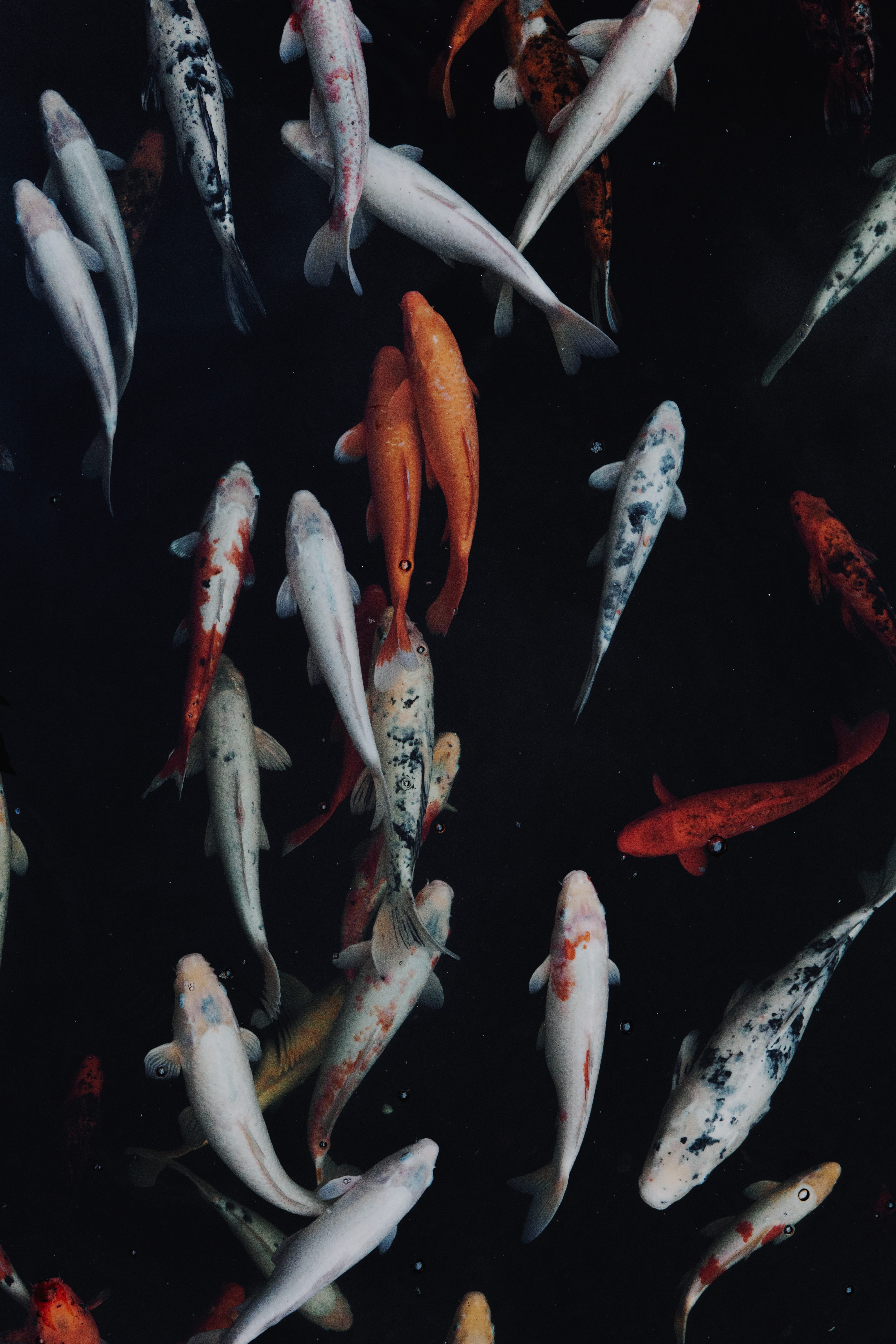 5K, sea life, white, orange, water, undersea, animals in the wild, marine, nature, large group of animals, animal themes, vertebrate, swimming, animal, Phone HD Wallpaper