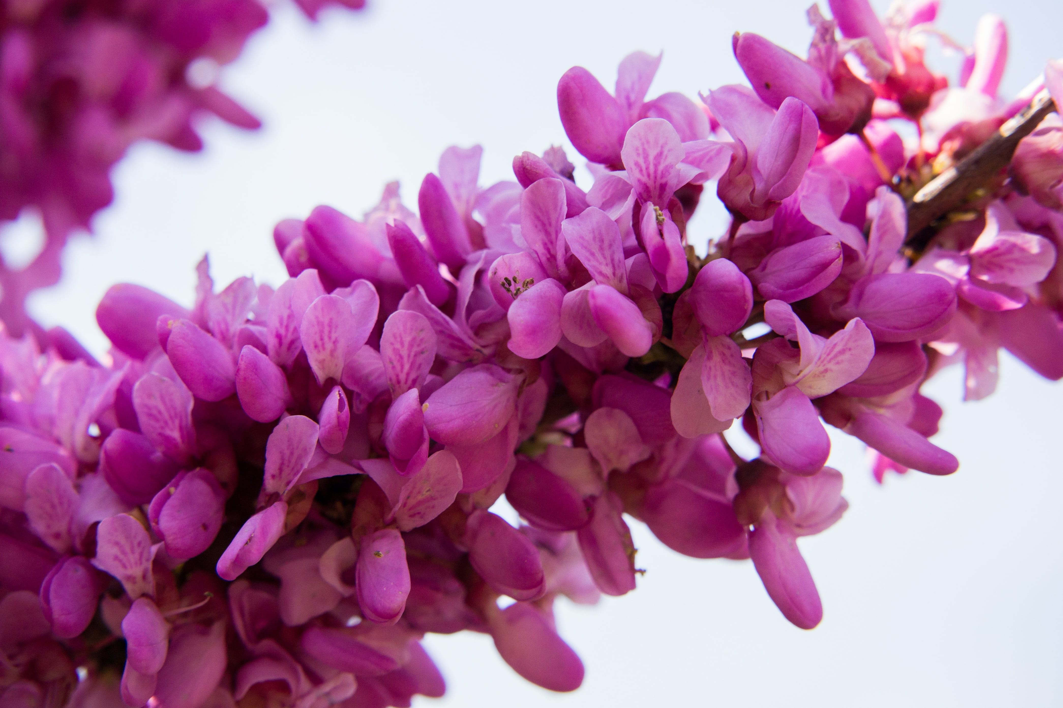 beauty in nature, ordinary judas tree, pink Color, blossom, outdoors, tree, petal, bloom, no people, plant, judas tree, beautiful, nature, lilac, springtime, HD Wallpaper