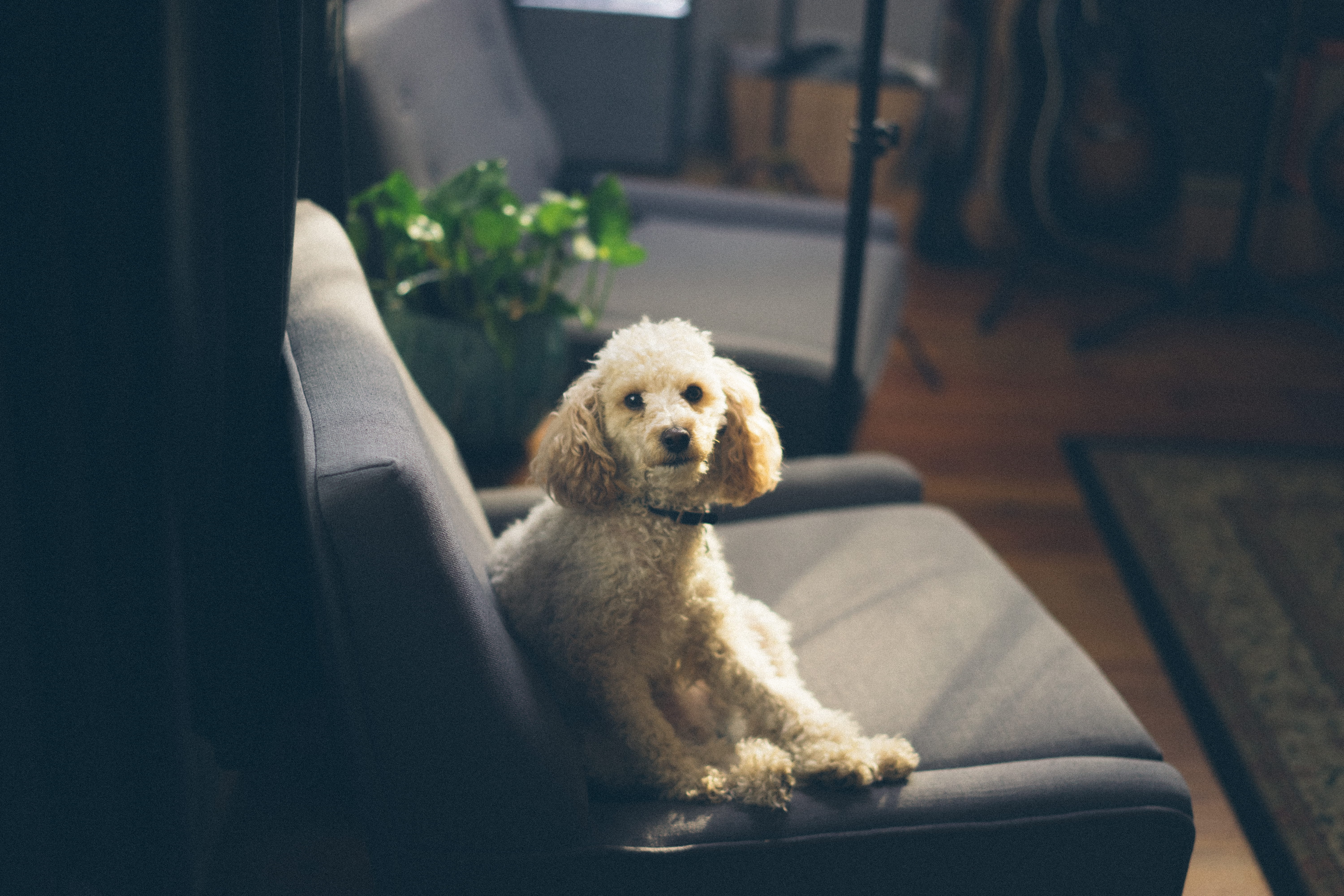 pet, sitting, seat, room, 5K, fauteuil, domestic, poodle, animal, chair, photography, canine, cute, one animal, home, pets, dog, young animal, domestic animals, HD Wallpaper