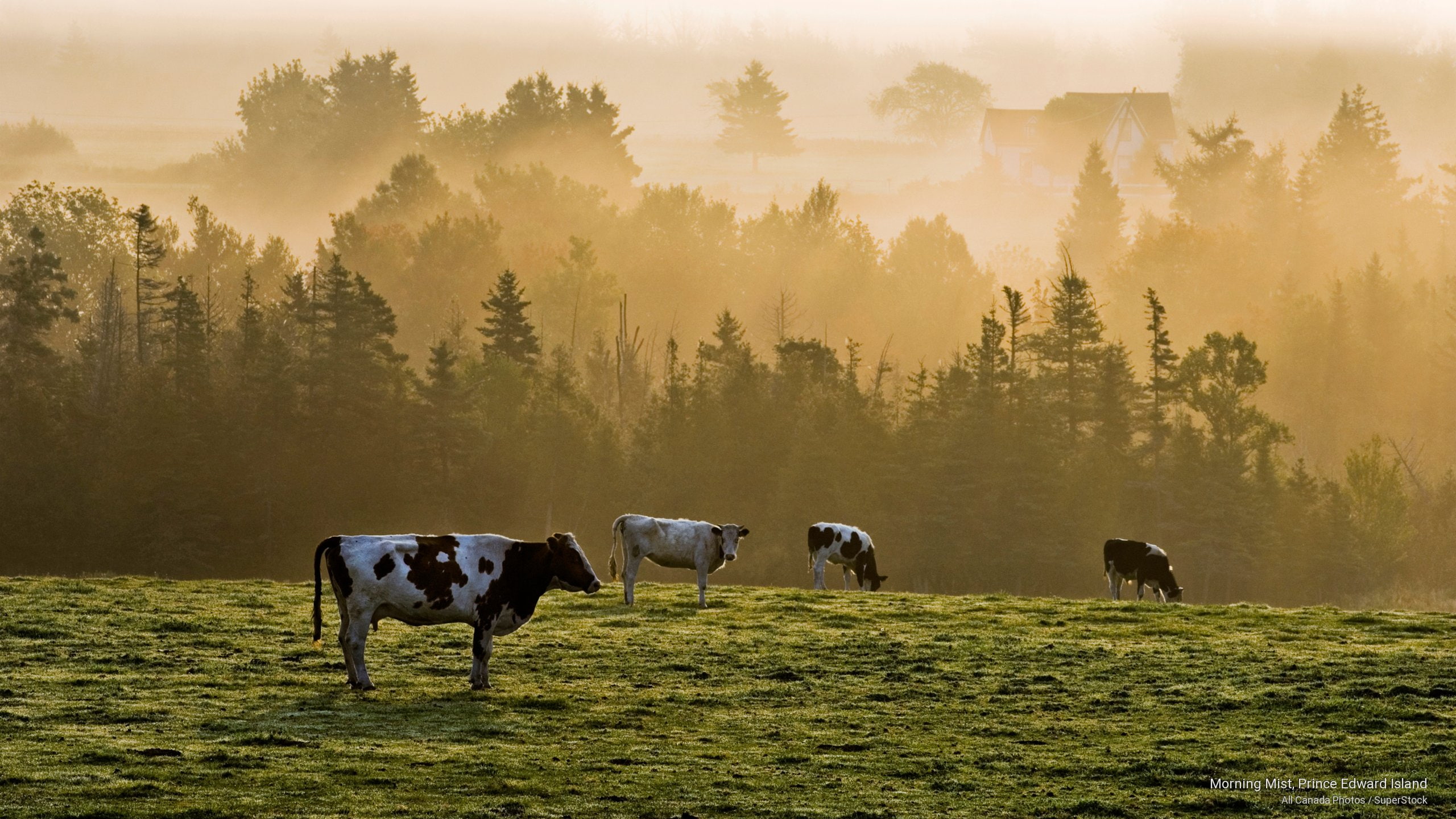 prince, mist, 2K, morning, Sunrises/Sunsets, edward, island, HD Wallpaper