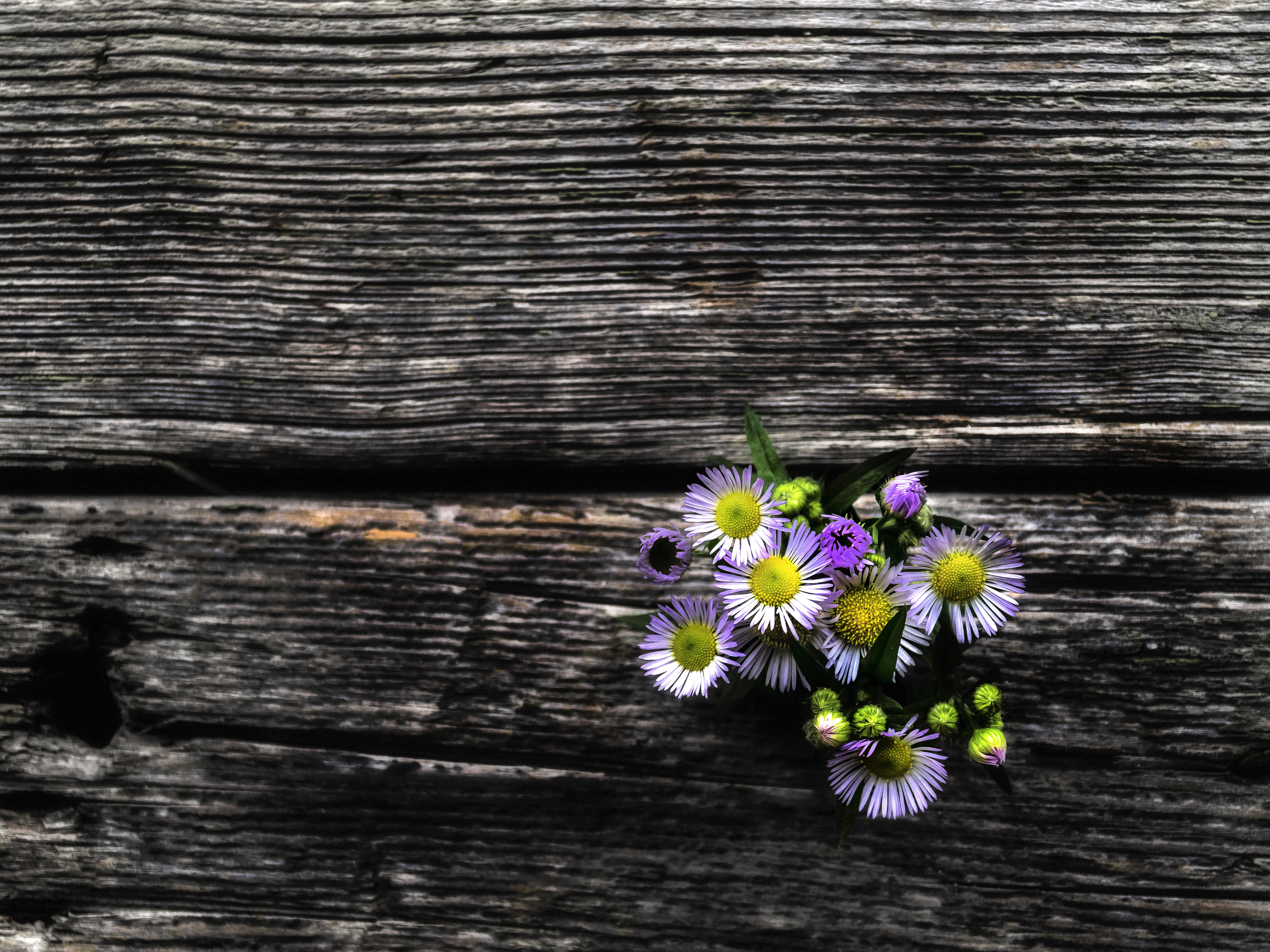 no people, directly above, textura, fragility, flower head, plant, daisy, színes, petal, 4K, hangulat, close-up, háttér, wood - material, flowering plant, HD Wallpaper