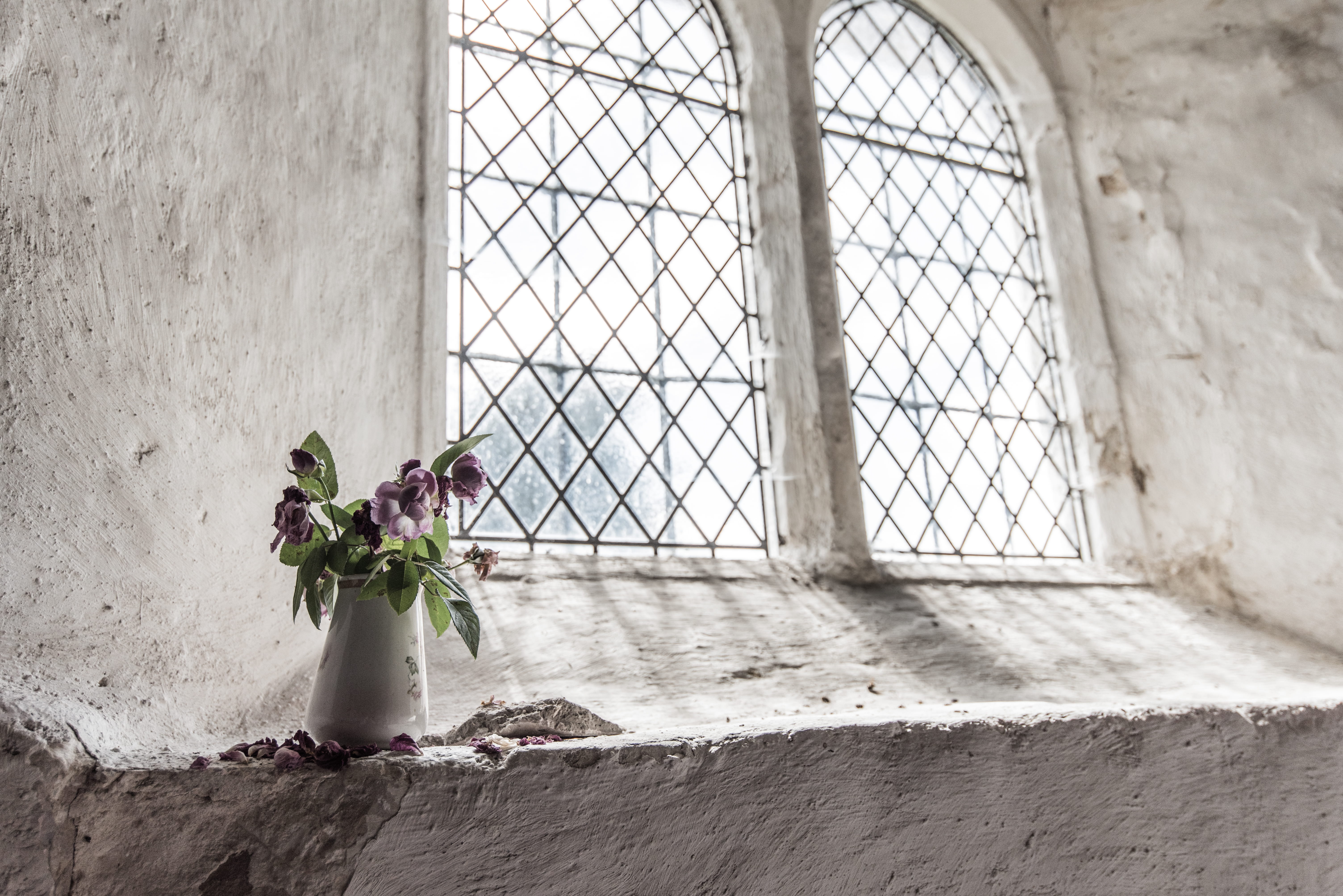 indoors, purple, flower, freshness, rose - flower, no people, 5K, flowering plant, day, table, church, petal, beauty in nature, rose, architecture, nature, HD Wallpaper