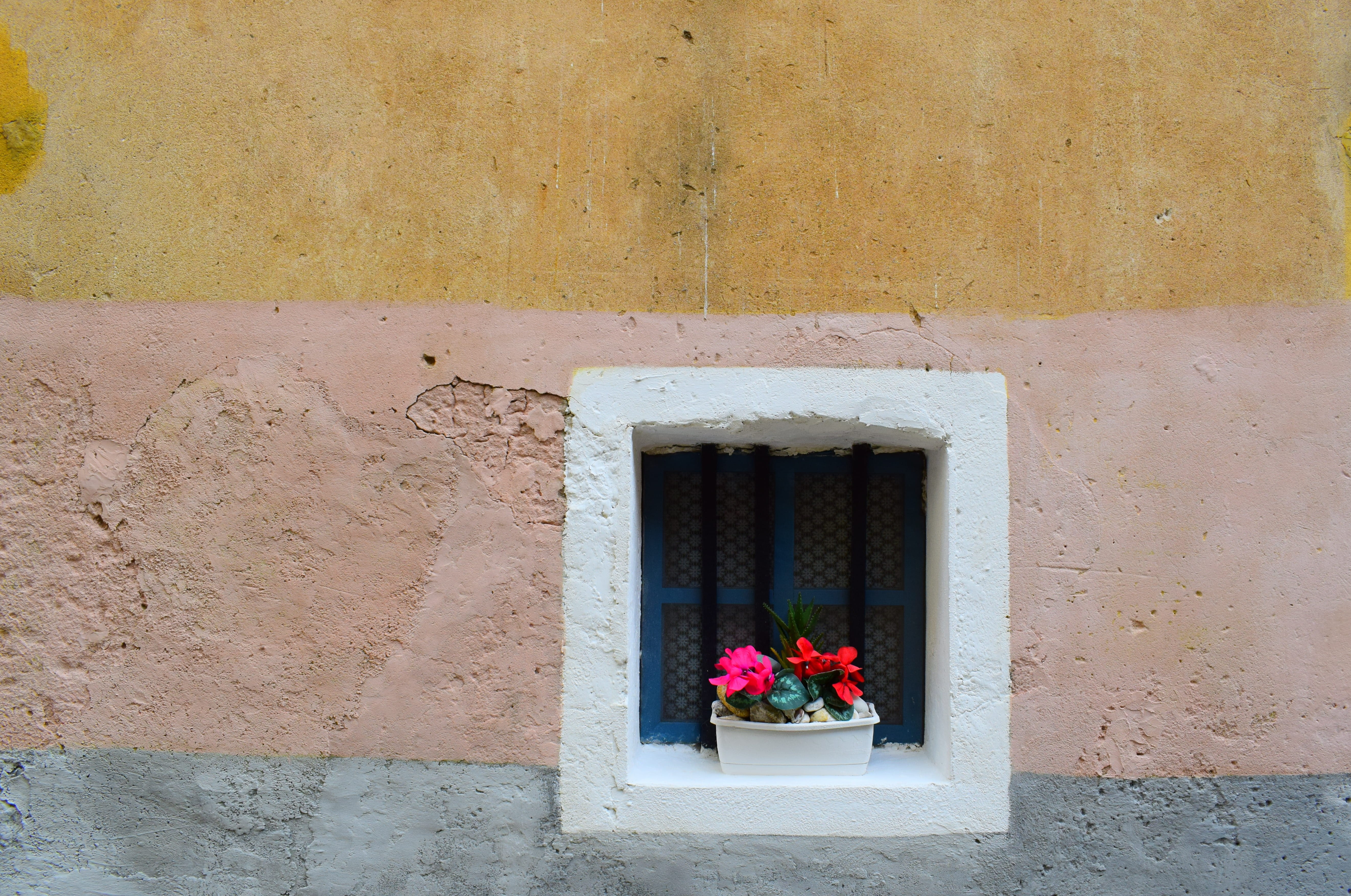 potted plant, door, facade, wall, ledge, architecture And Buildings, flowering plant, old, daytime, nature, pink, building, building Exterior, flowers, HD Wallpaper