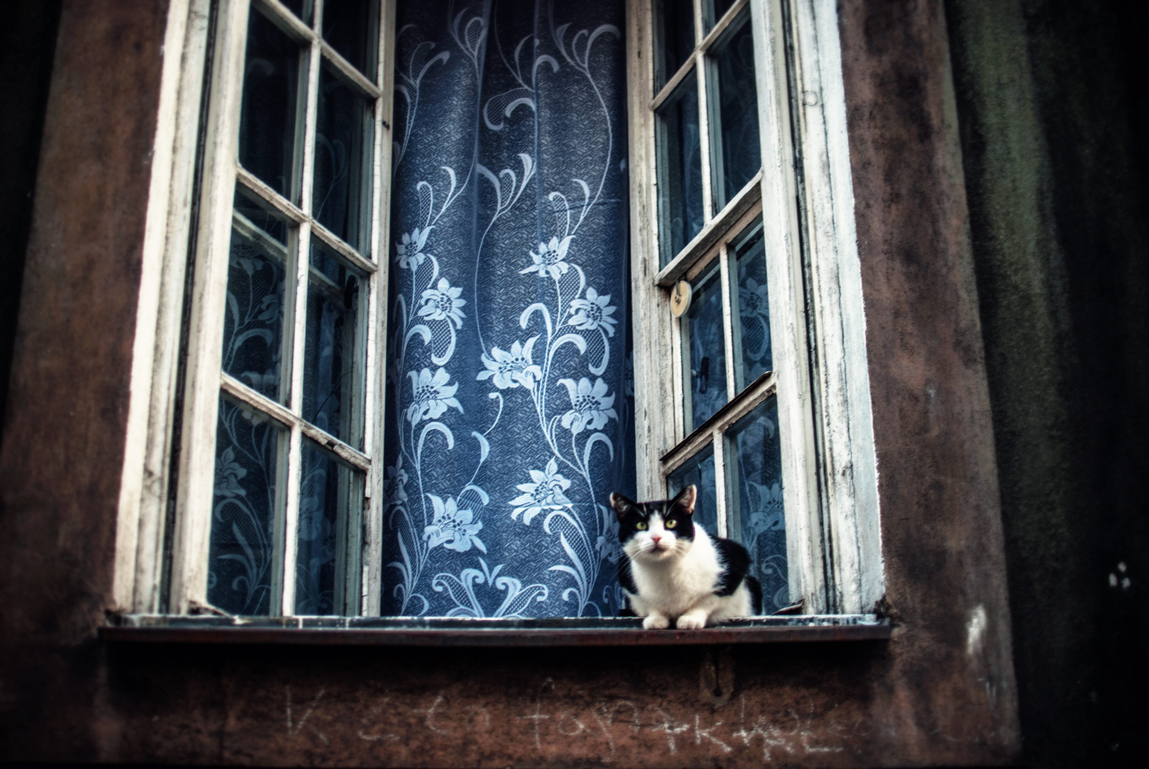 built structure, pet, kitty, vertebrate, mammal, curtain, feline, animal themes, urban, architecture, window ledge, window drape, black, building exterior, HD Wallpaper