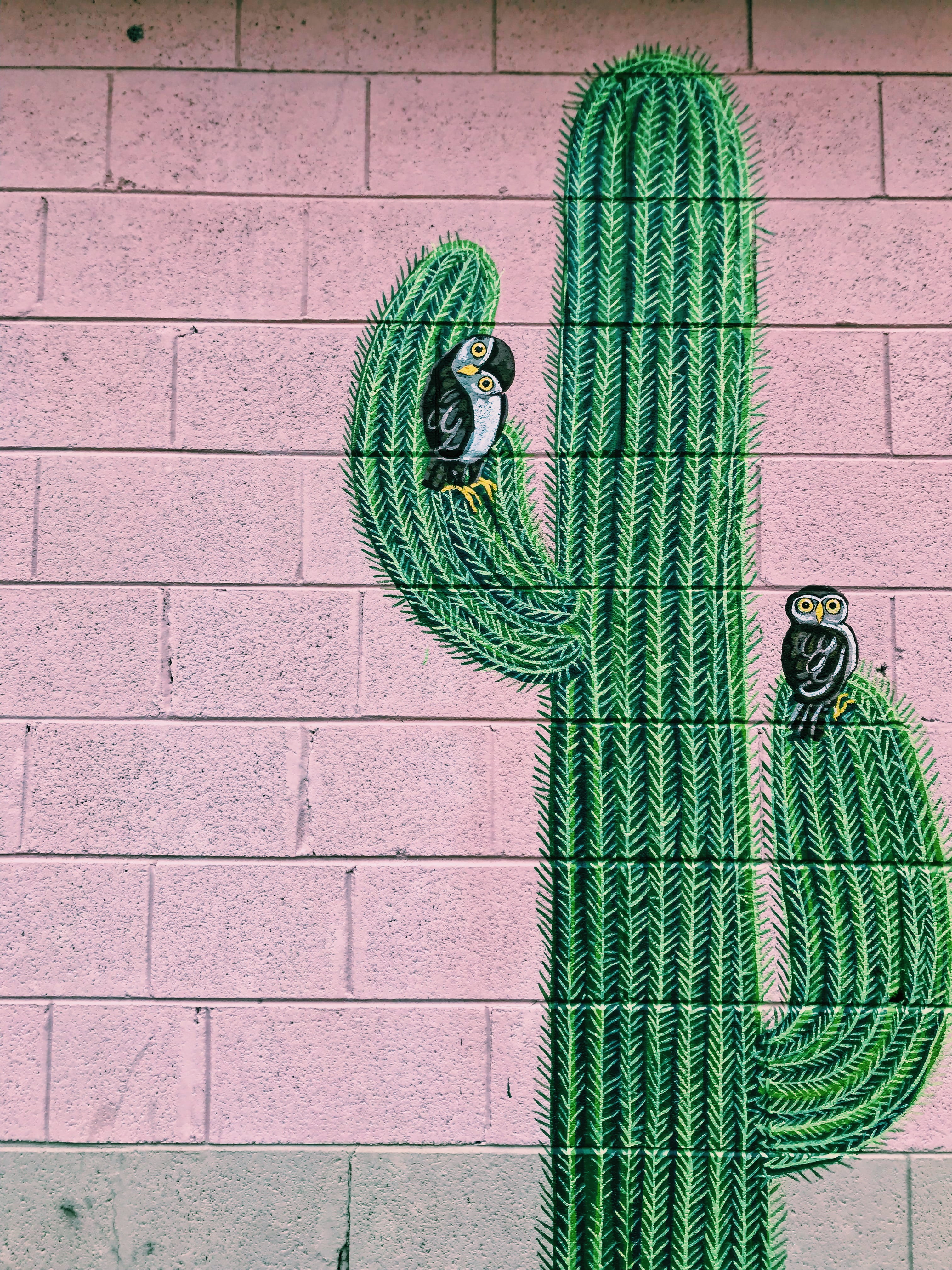 sidewalk, painting, wall, design, architecture, painted wall, owl, equipment, footpath, nature, ampersand, no people, flora, cactus, brick wall, green, Phone HD Wallpaper