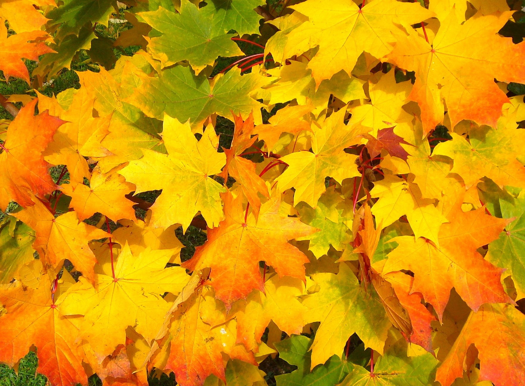 foliage, vibrant Color, rural, change, nature, september, seasonal, natural condition, maple, high angle view, green, maple leaf, leaf, gold Colored, november, HD Wallpaper