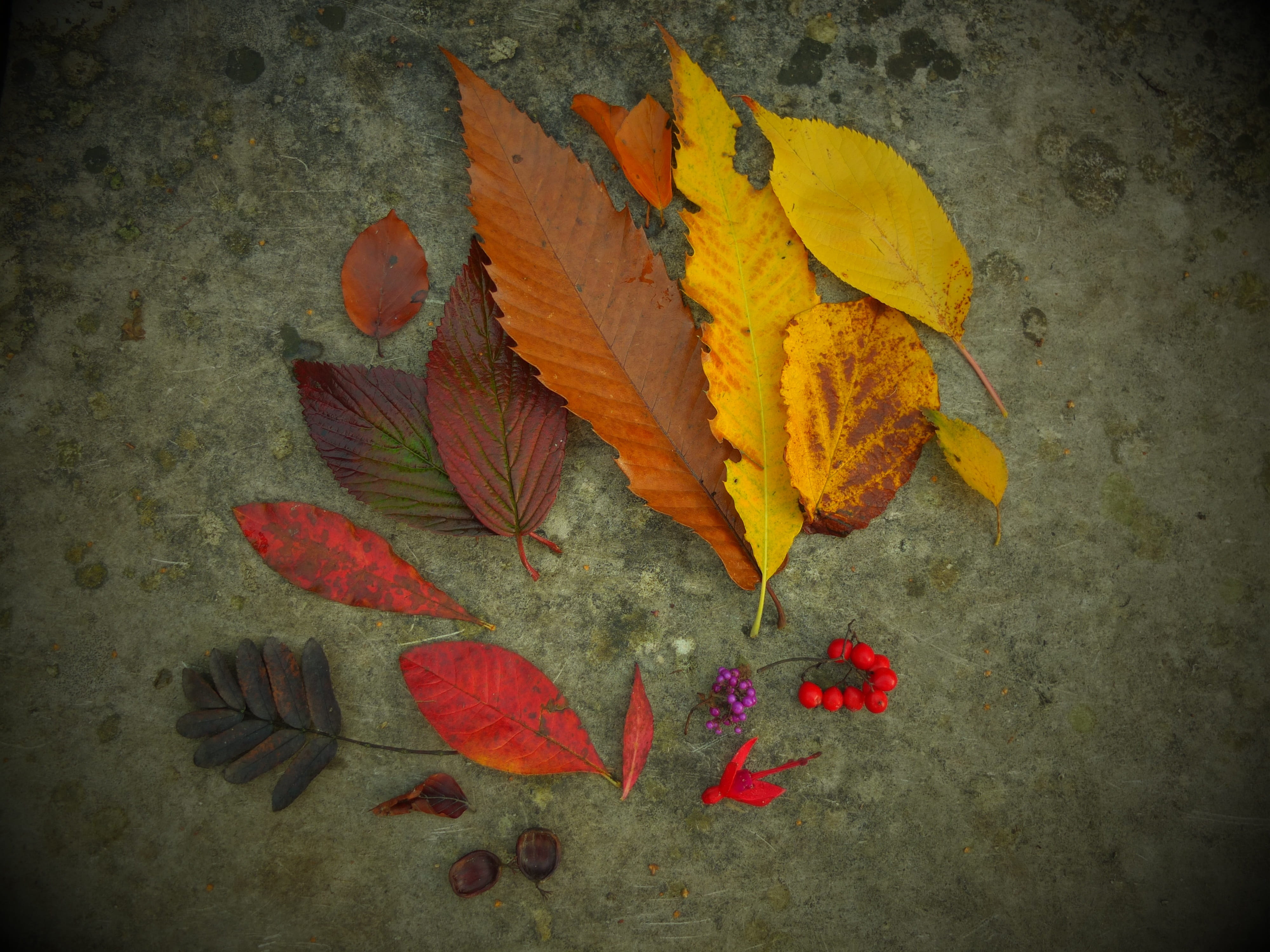 september, tree, no people, day, orange, 4K, maple leaf, season, november, fragility, plant, yellow, close-up, high angle view, dry, directly above, natural condition, HD Wallpaper