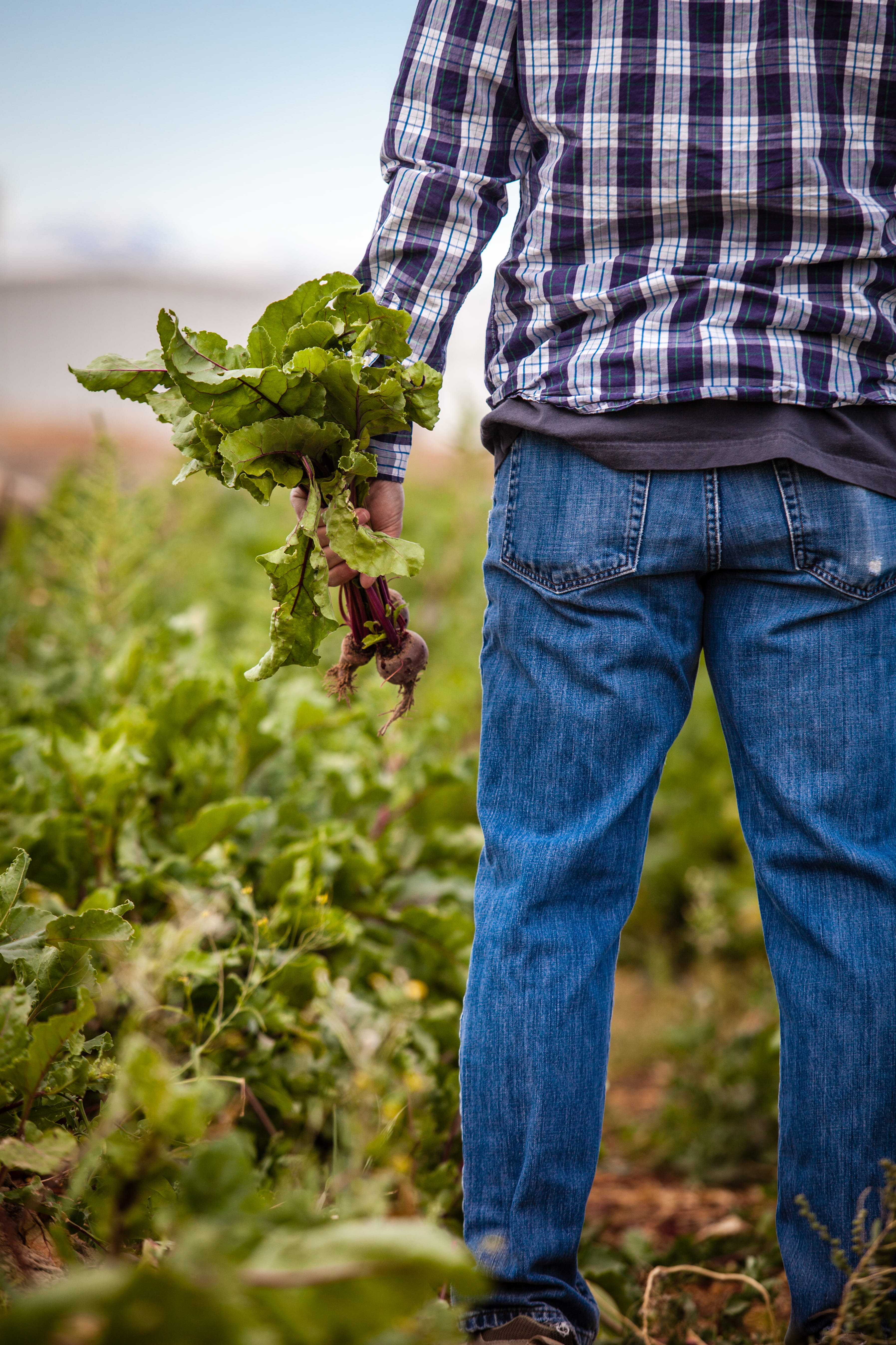 standing, denim, plant, clothing, footwear, farmer, beets, beetroots, farm, food and drink, daytime, pants, shoe, adult, day, human, jeans, agriculture, Phone HD Wallpaper