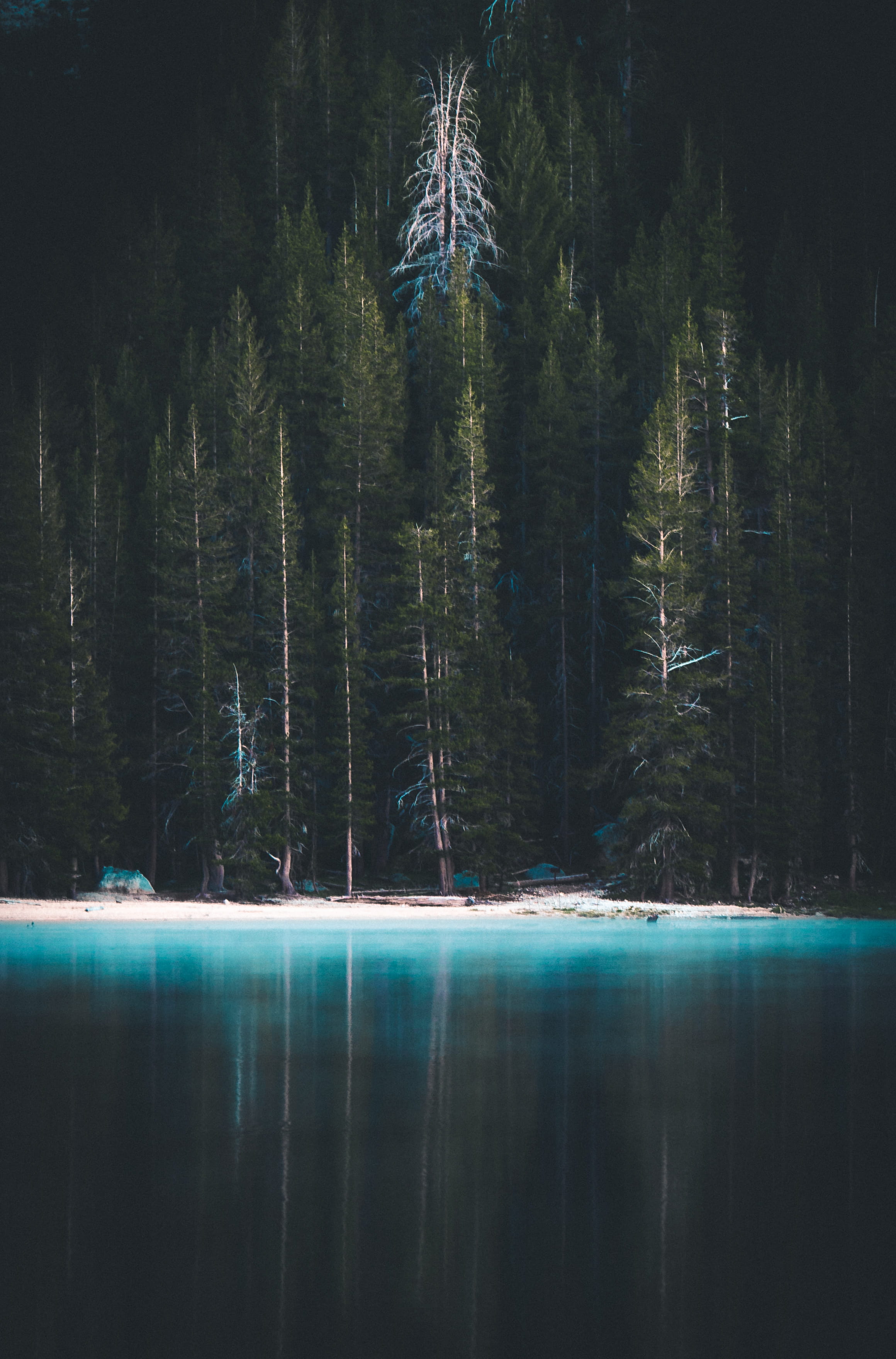 moody, cold - Temperature, dark, wilderness Area, mysterious, british Columbia, trees, scenics, forest, adventure, mountain, explore, wanderlust, woodland, Phone HD Wallpaper