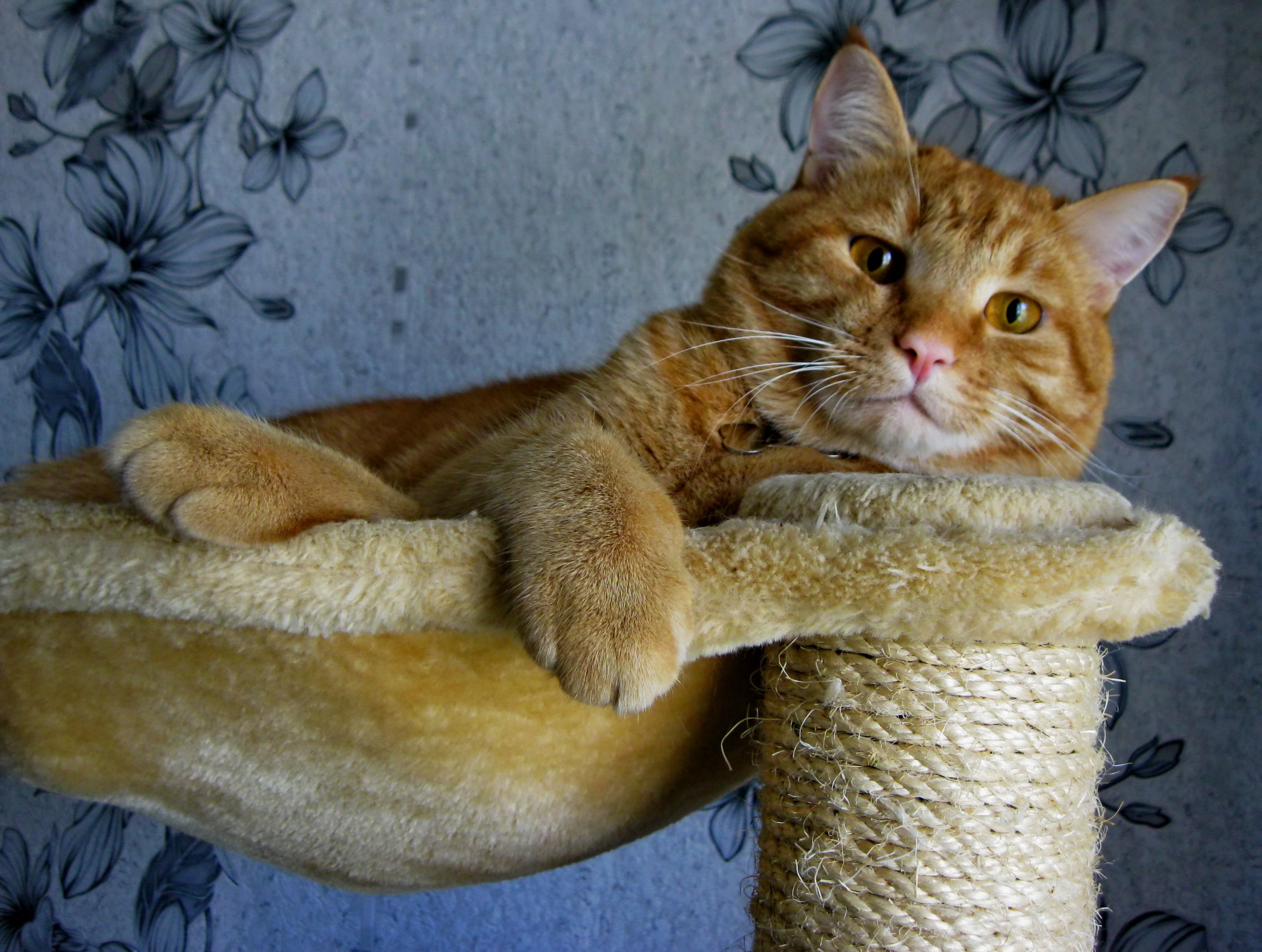 mammal, red, animal themes, no people, hammock, domestic animals, looking at camera, furniture, cute, domestic cat, lying, vertebrate, animal, relaxation, HD Wallpaper