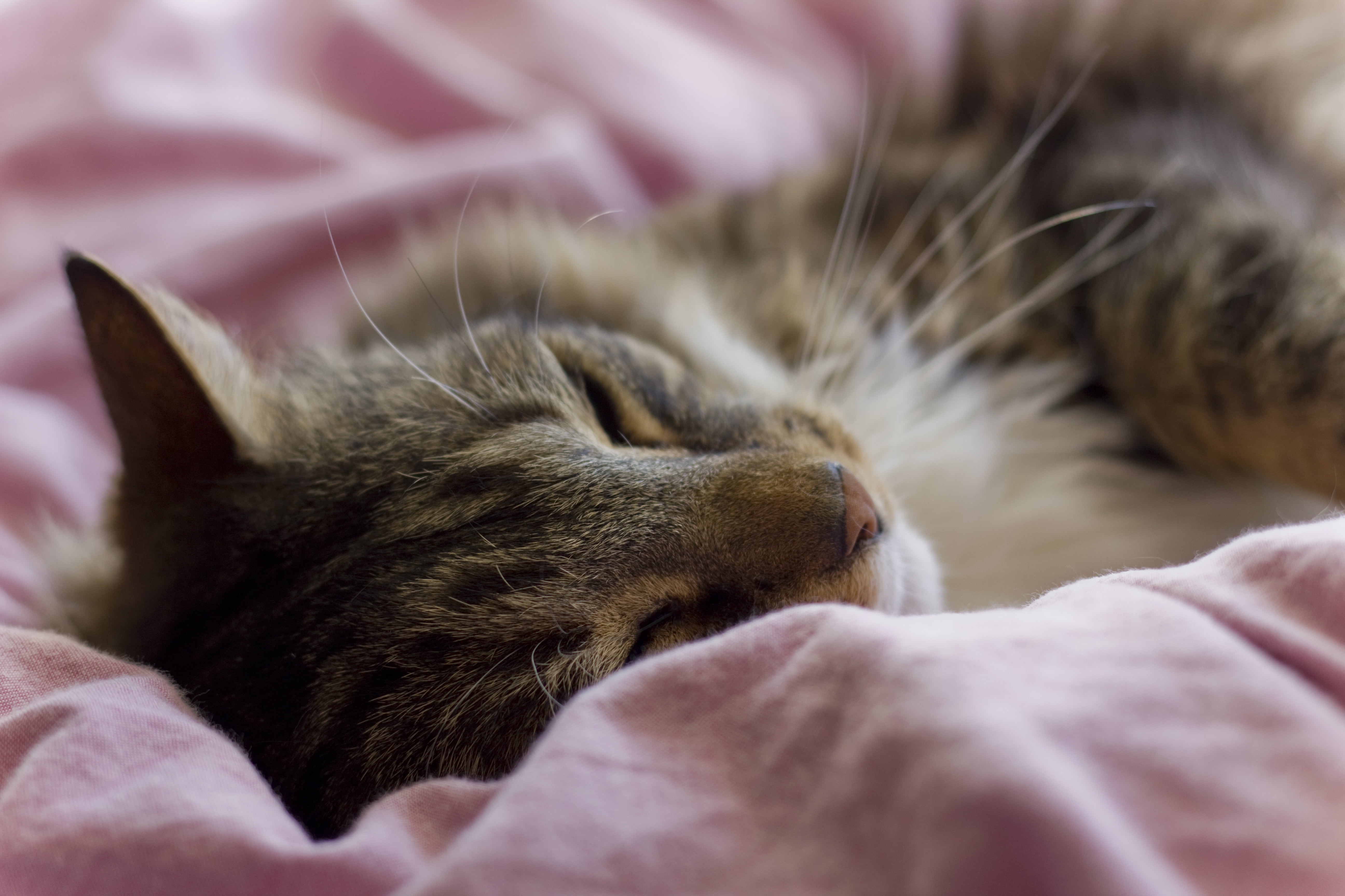 domestic Animals, soft, kitten, blanket, laying, canon, bed, mammal, pets, cat, lying Down, tabby cat, Cuddles, sleeping, whisker, feline, 5K, fur, domestic Cat, HD Wallpaper