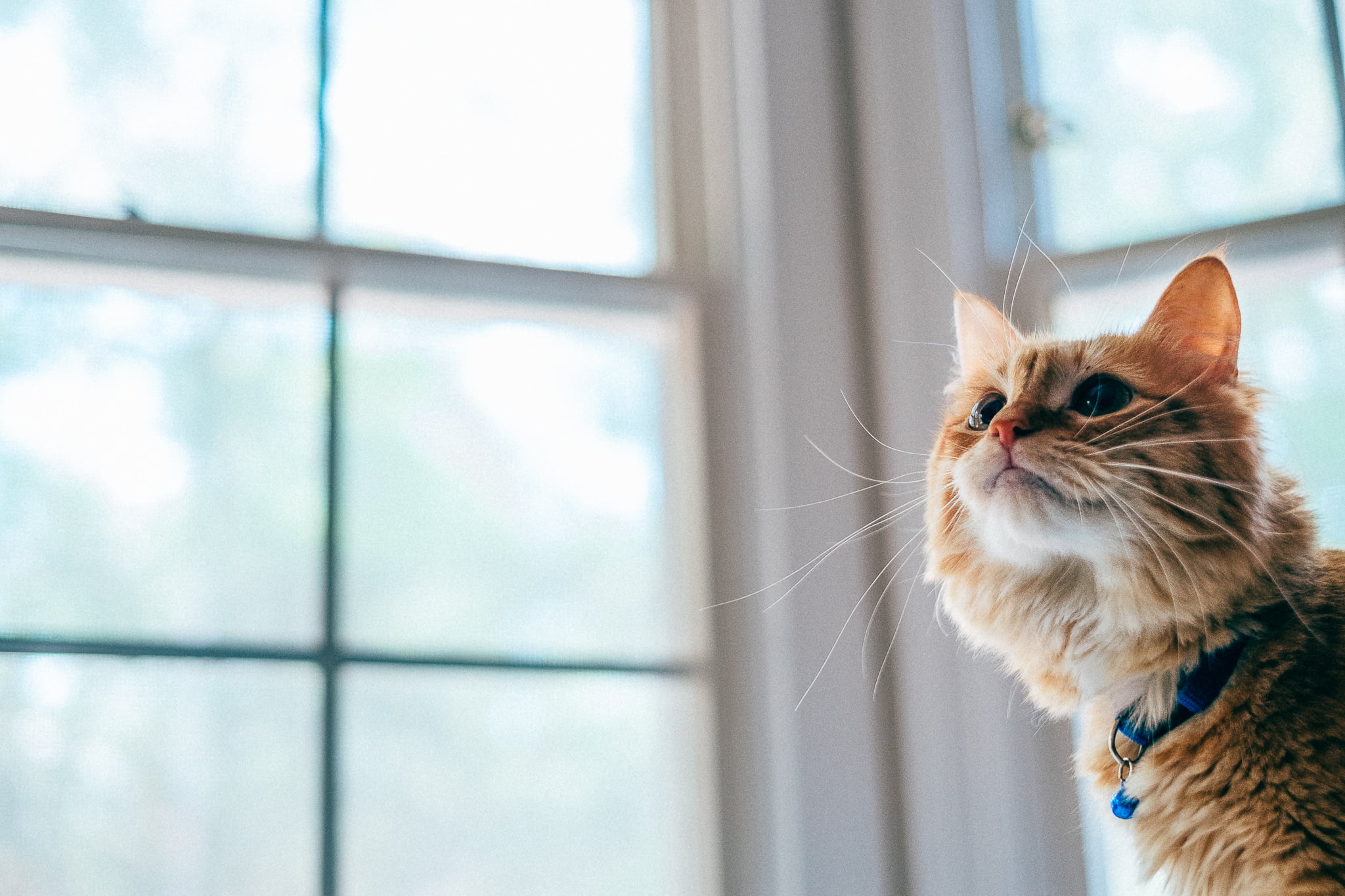Photographers, Brave new world, domestic Cat, Tumblr, looking, fur, 35mm, window, near, Explored, mammal, natural Light, 1080P, domestic Animals, orange, HD Wallpaper