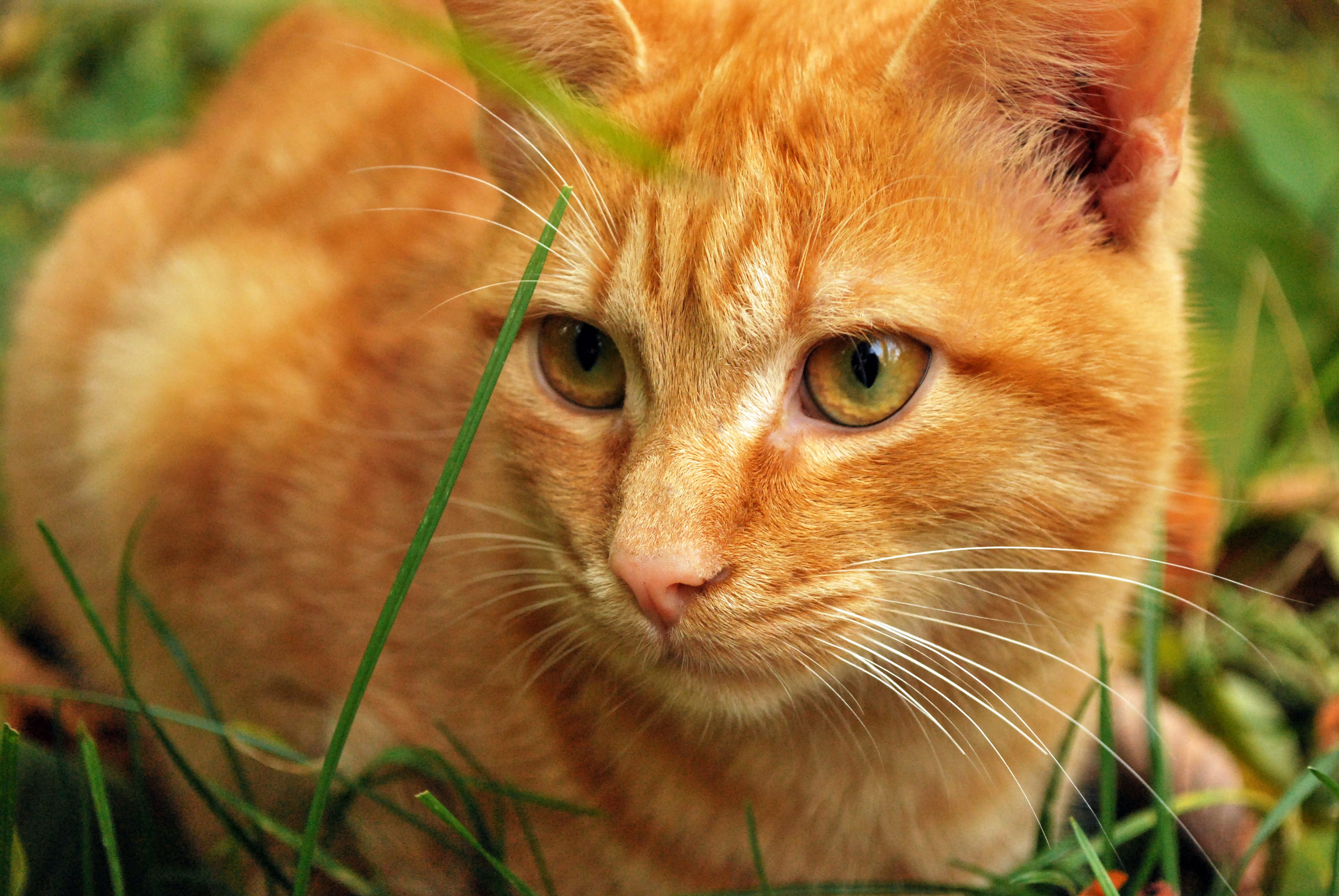 wool, kitten, on the nature, housecat, closeup, street, nature, domestic cat, tabby, pink nose, fluffy cat, peach, hunting, cat, healthy, whisker, grass, HD Wallpaper