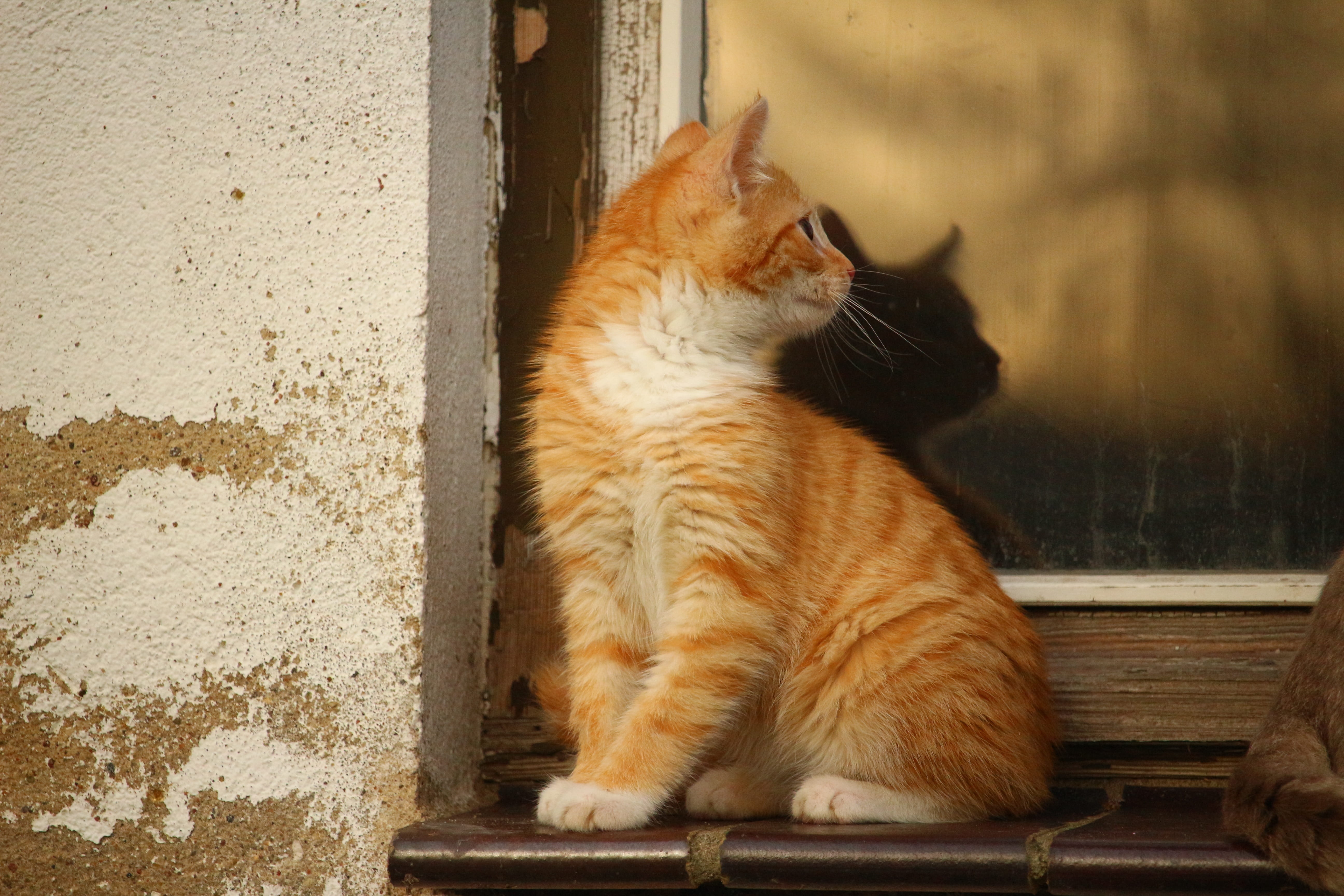 animal themes, 5K, pets, kitten, animal, orange tabby, day, ginger cat, sitting, domestic, pane, relaxation, close-up, mirroring, tabby, looking, one animal, HD Wallpaper