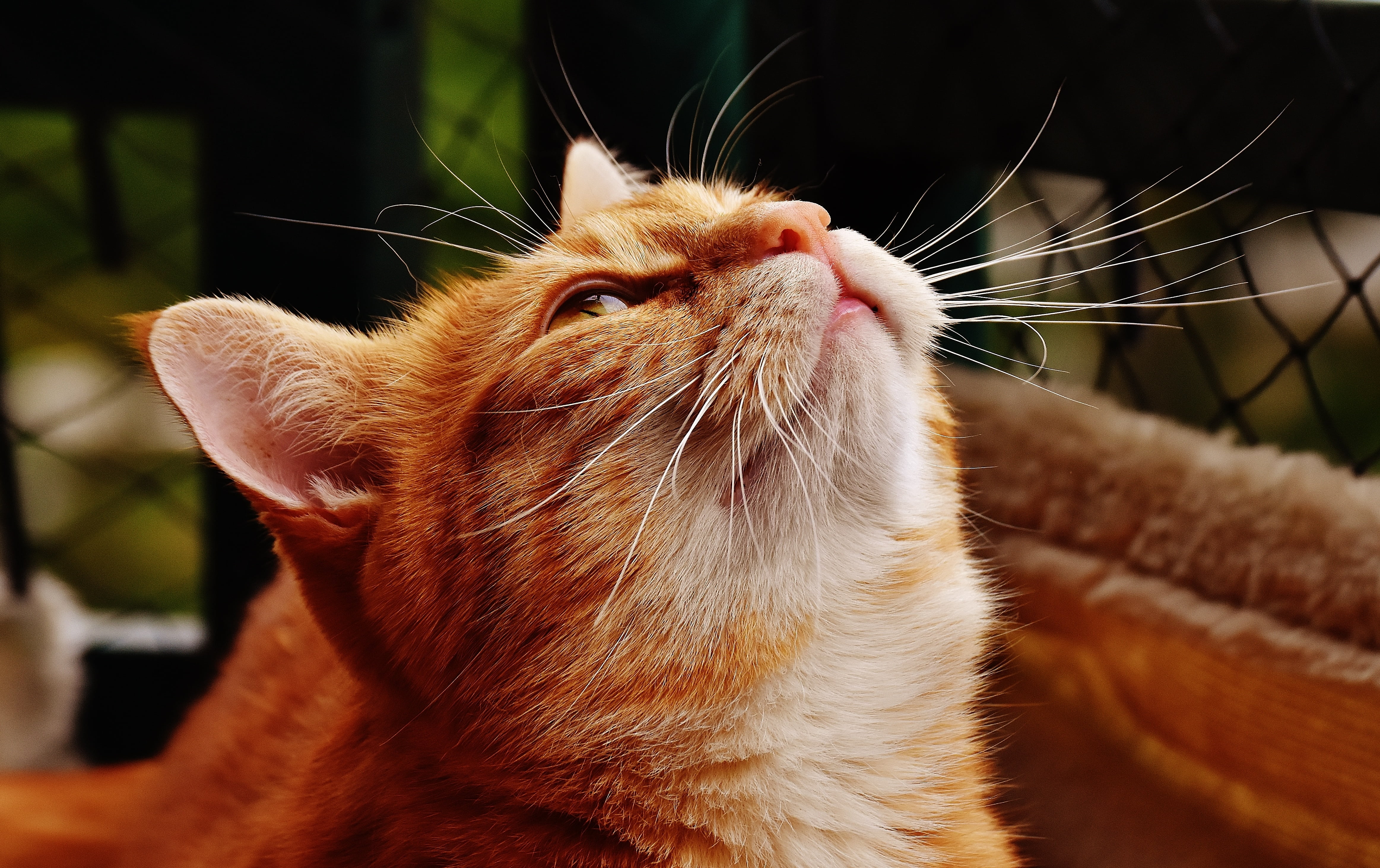 mammal, pet, looking up, cat face, adidas, ginger cat, tabby, animal themes, vertebrate, feline, red, animal head, domestic, domestic cat, cuddly, sweet, HD Wallpaper