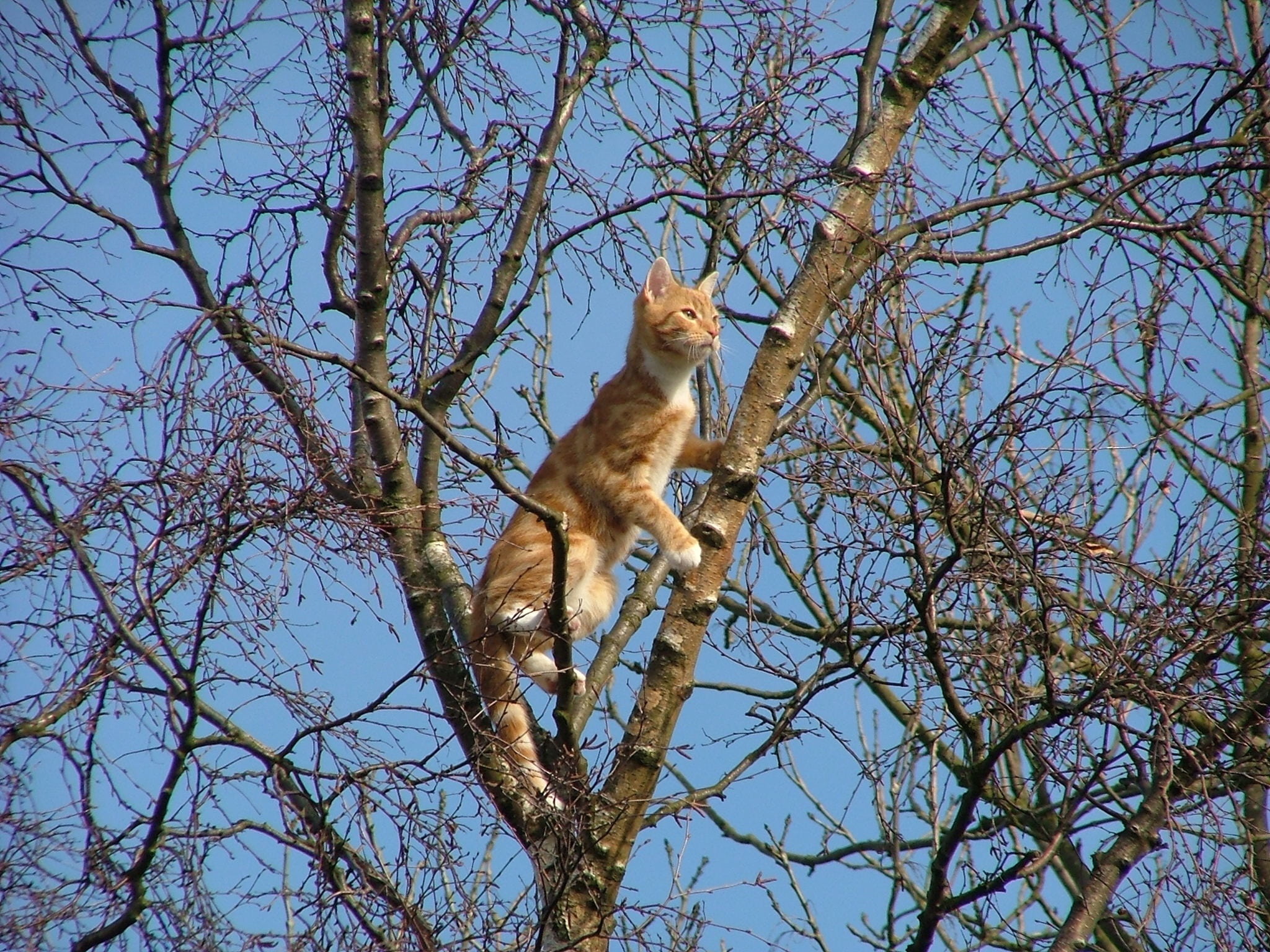 animal, small, ginger, 1080P, feline, stem, orange, fur, outdoors, mammal, one animal, portrait, furry, curiosity, white, vertebrate, primate, baby, branch, HD Wallpaper