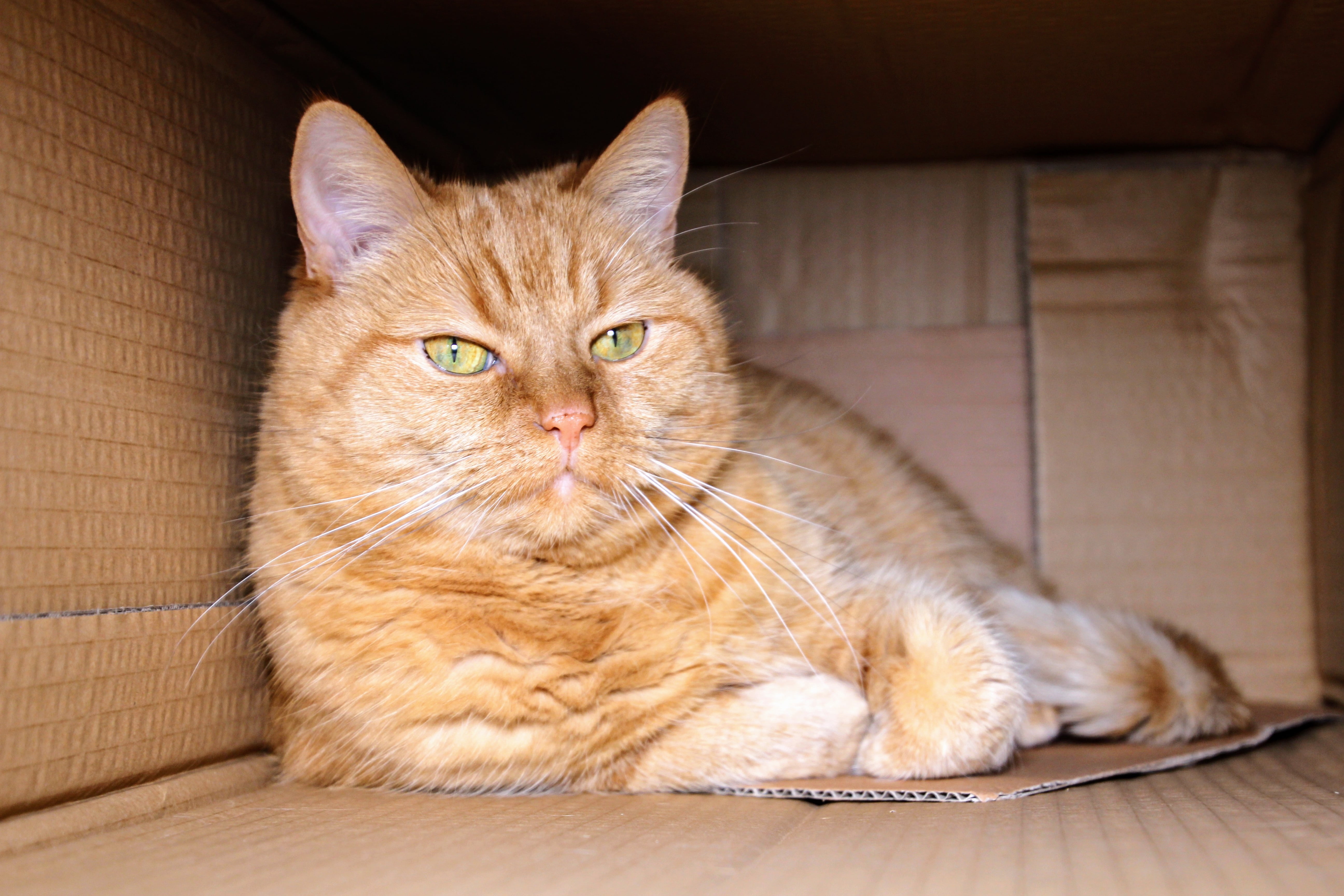 mammal, lying, mackerel, box, package, focus, 5K, sitting, vertebrate, red cat, tabby, relaxation, pets, feline, cardboard, home, close-up, indoors, shallow, HD Wallpaper
