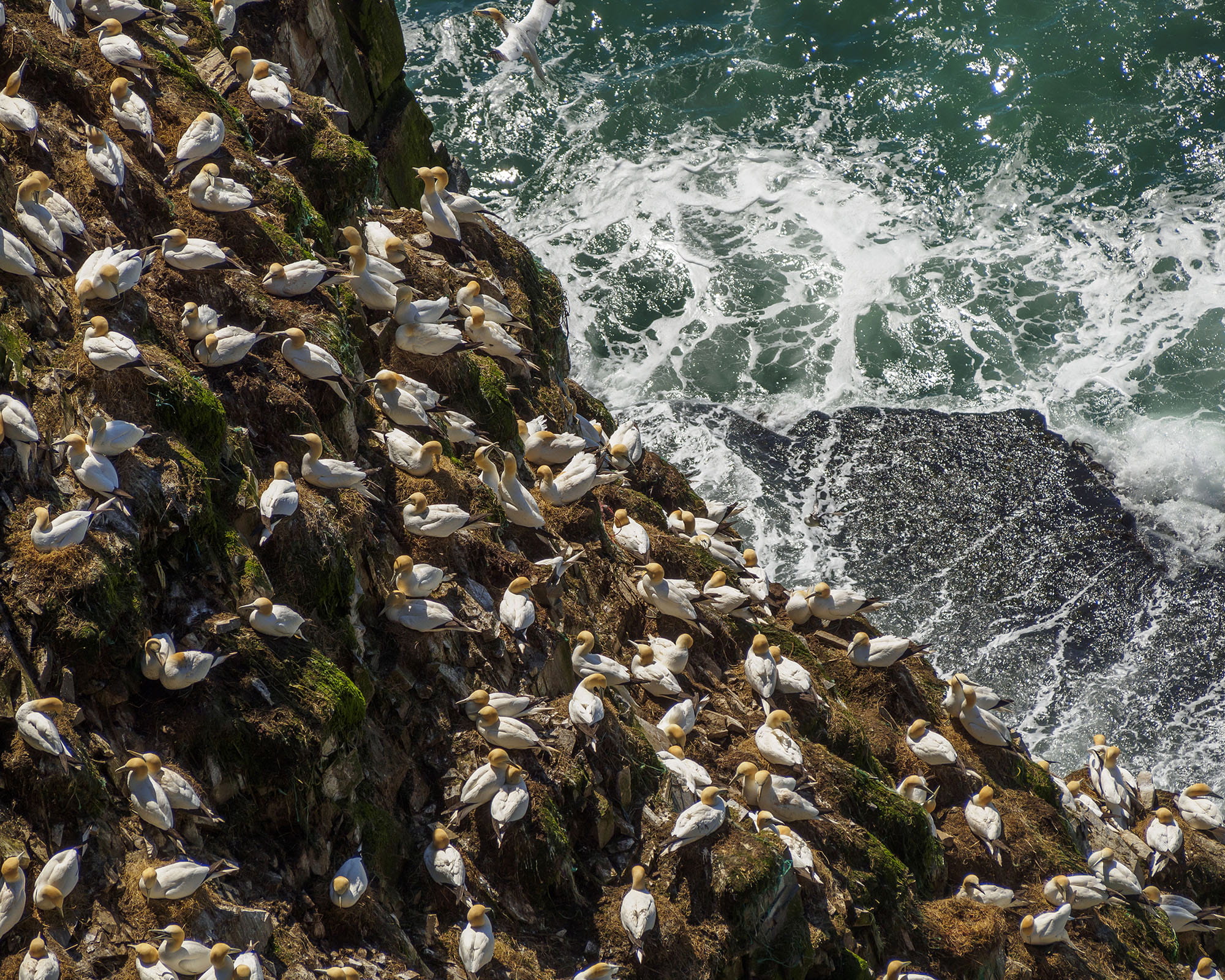 rock - object, ocean, gannet, cliff, wildlife, steep, s, marine, scenery, wave, seascape, hitting, rock formation, landscape, destination, canada, white, HD Wallpaper