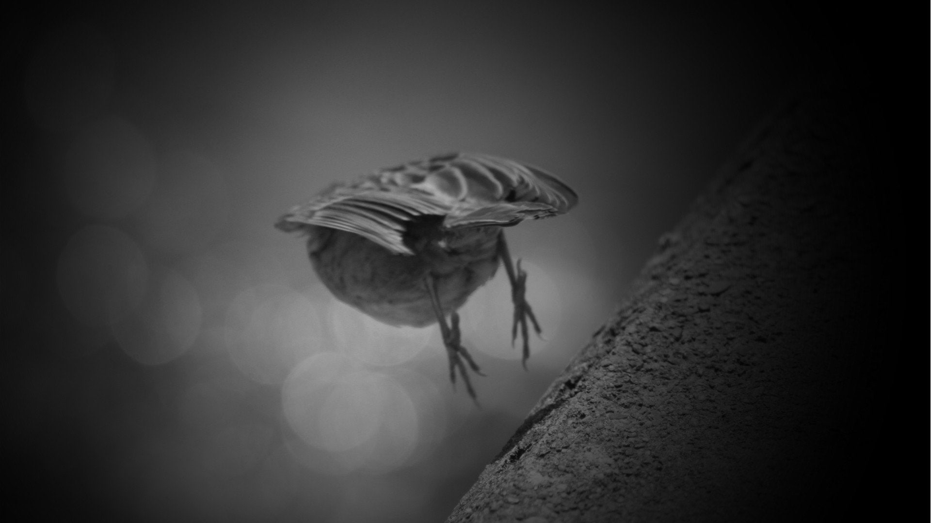 white, animals, sparrow, Flight, black, 1080P, Monotone, And, Ledge, birds, HD Wallpaper