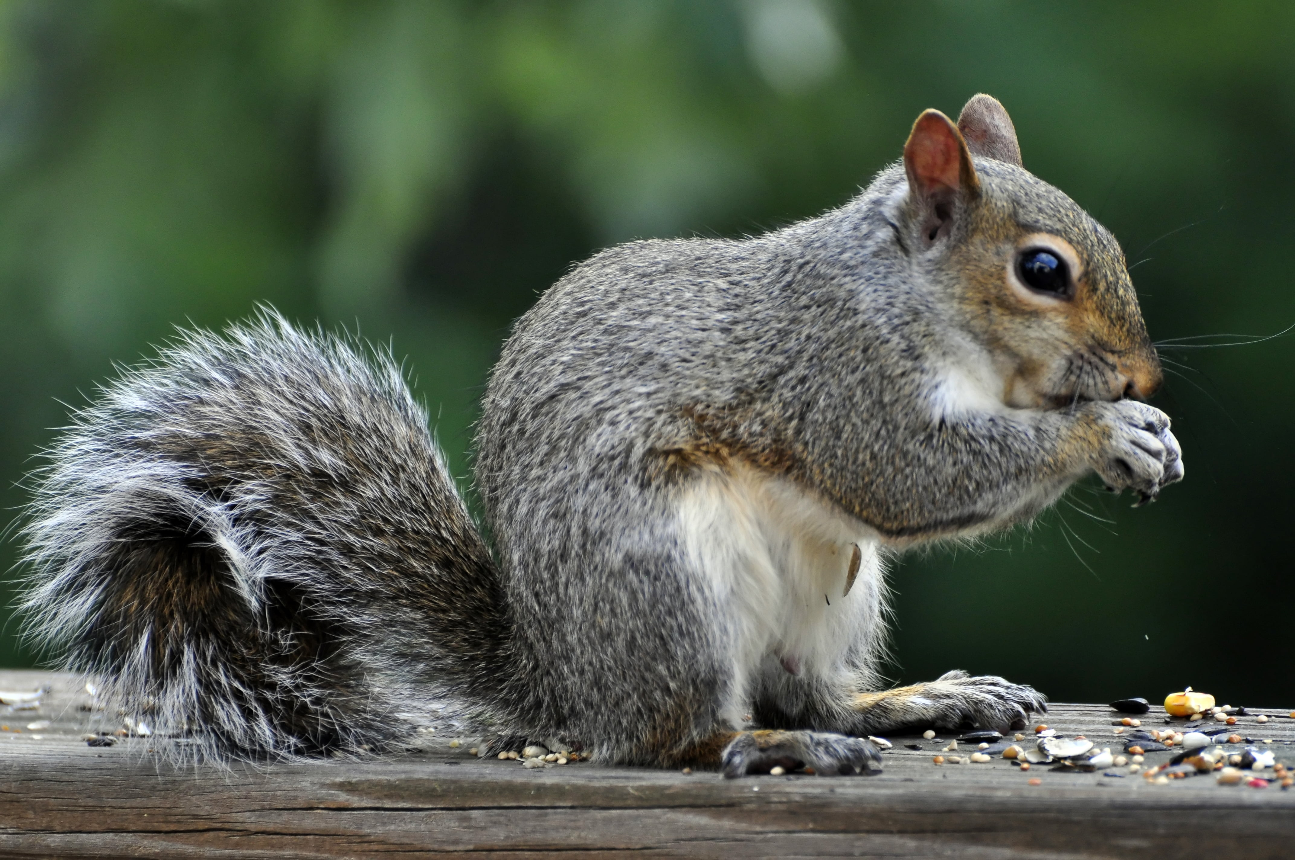 ledge, nibbling, wooden, 4K, on nut, nut, nature, grey, squirrel, brown, rodent, grey squirrel, cute, wildlife, eating, forest, animals In The Wild, animal, HD Wallpaper