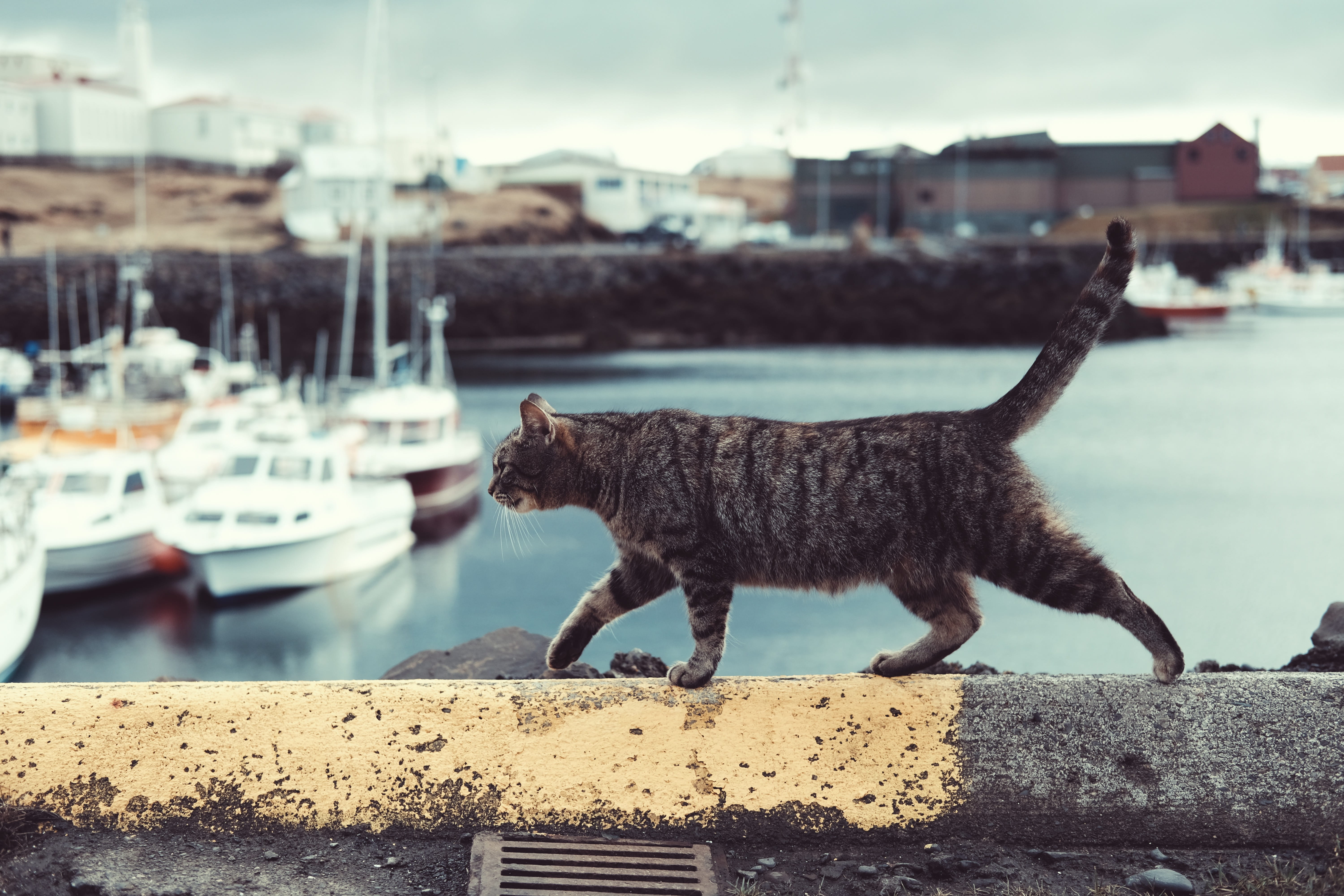 domestic cat, tabby, water, gray, architecture, boat, domestic, focus on foreground, no people, ledge, mammal, animal themes, walking, animal, bay, wall, HD Wallpaper