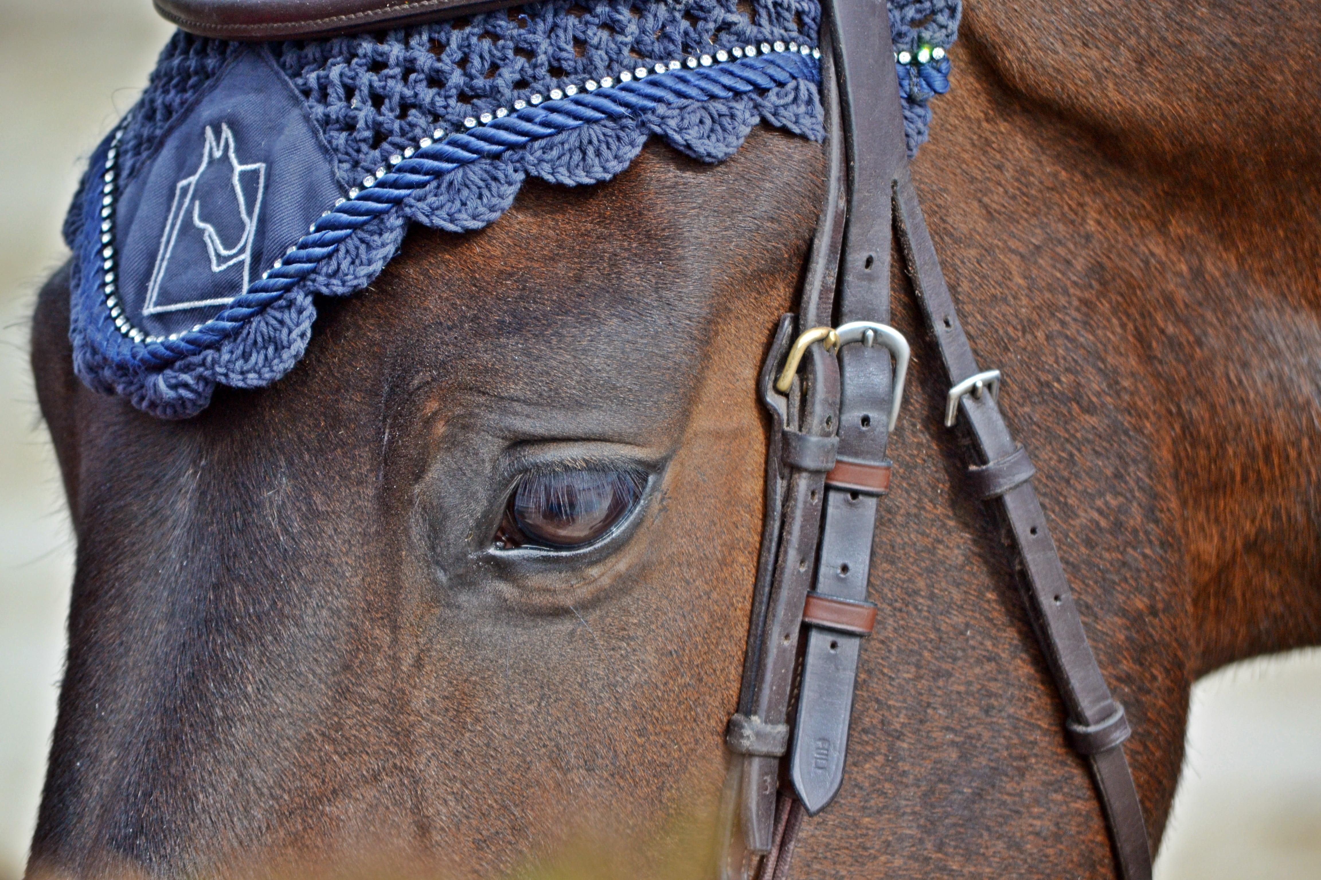 mount, domestic animals, animals, horse riding, military, close, tame, clothing, mammal animal, equestrian, competition, domestic, love animals, mammal, HD Wallpaper