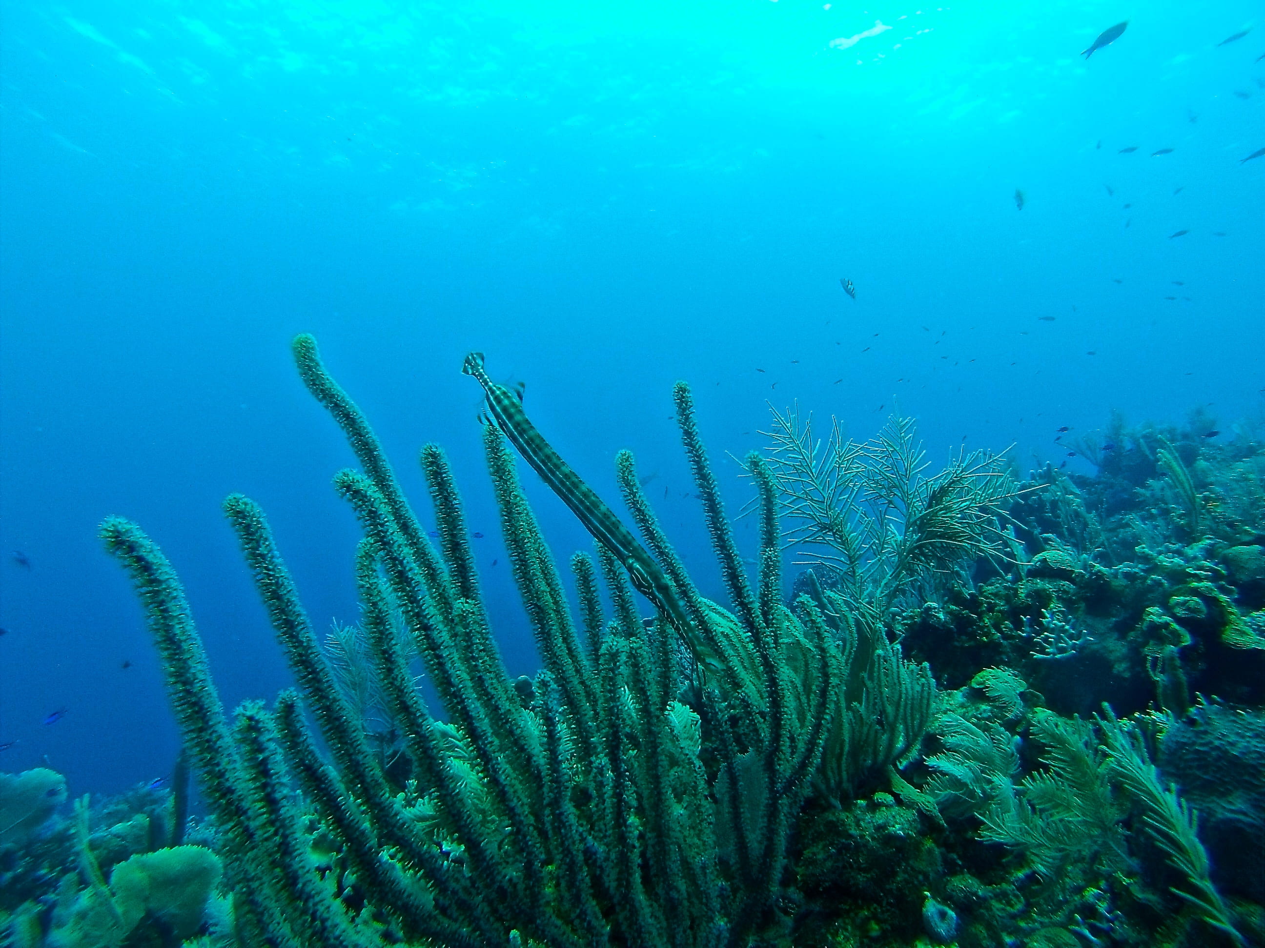 vertebrate, sea, animals in the wild, reef, invertebrate, large group of animals, photography, no people, roatan, trumpetfish, undersea, marine, sea life, HD Wallpaper