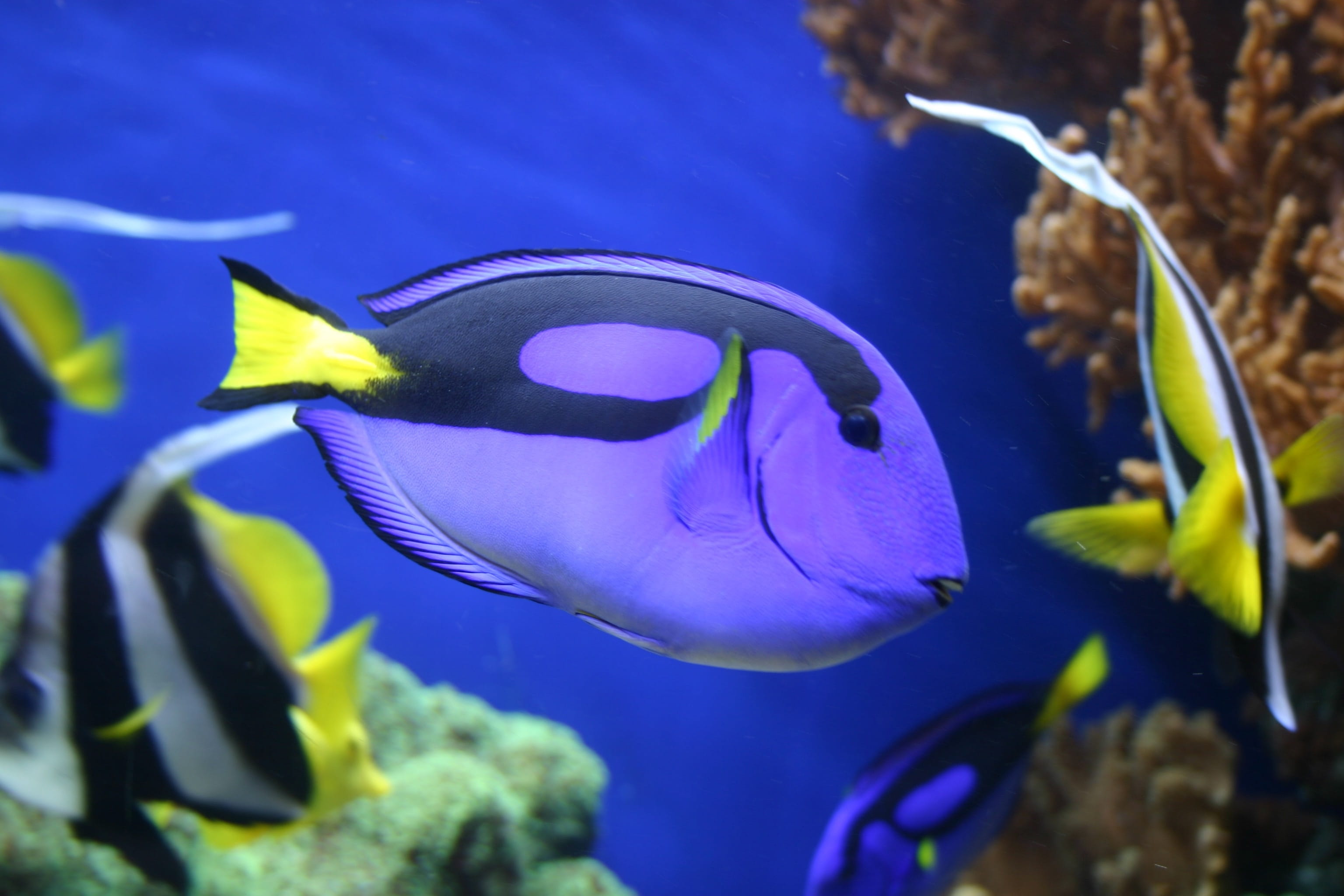 near, tang, undersea, no people, corals, swimming, animal, animals in the wild, sea, nature, animal wildlife, close-up, animal themes, blue, Dory, sea life, HD Wallpaper