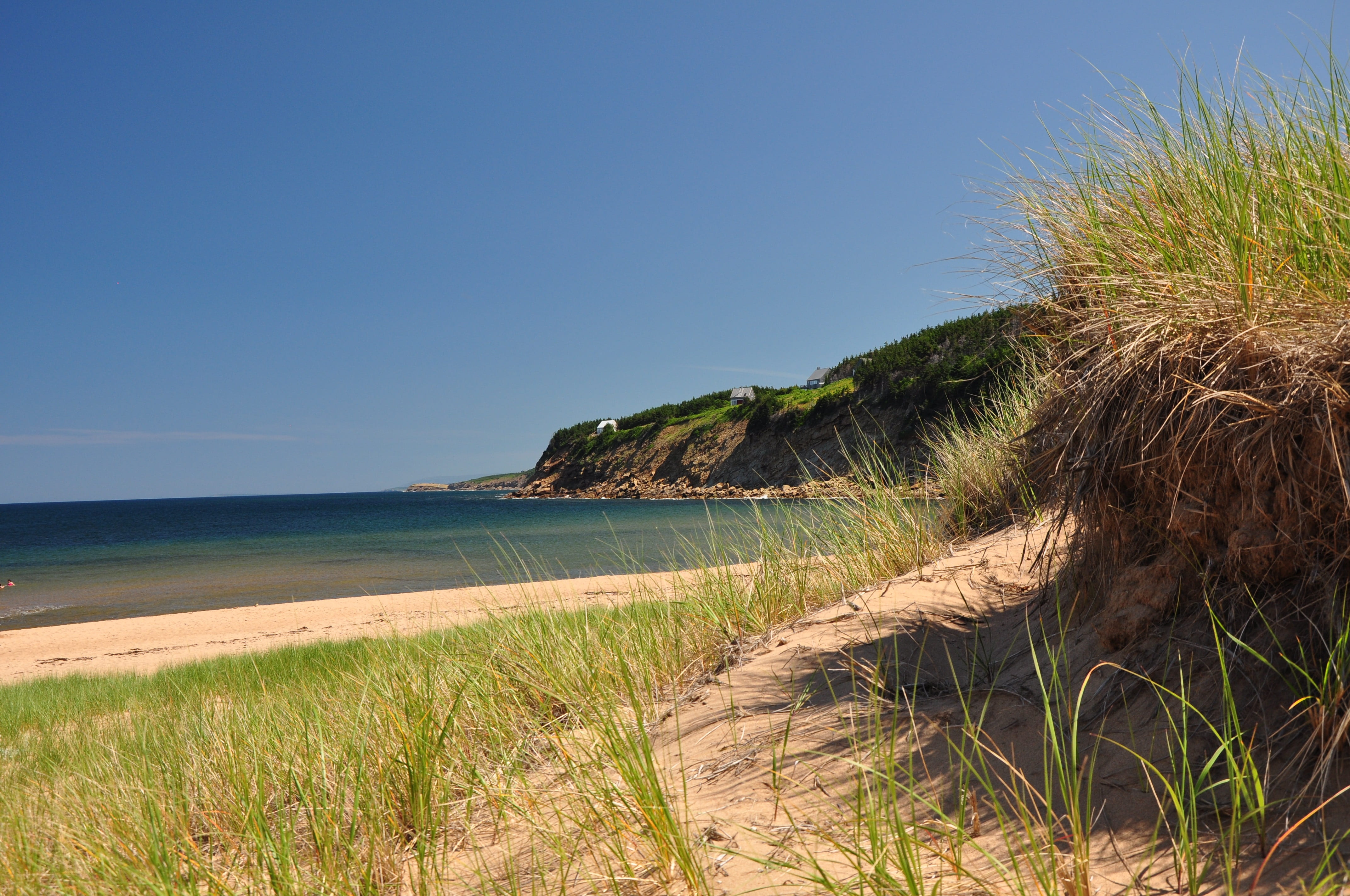 plant, grass, beach, sea, beauty in nature, day, water, clear sky, tranquil scene, tranquility, no people, timothy grass, blue, nova scotia, east coast living, HD Wallpaper