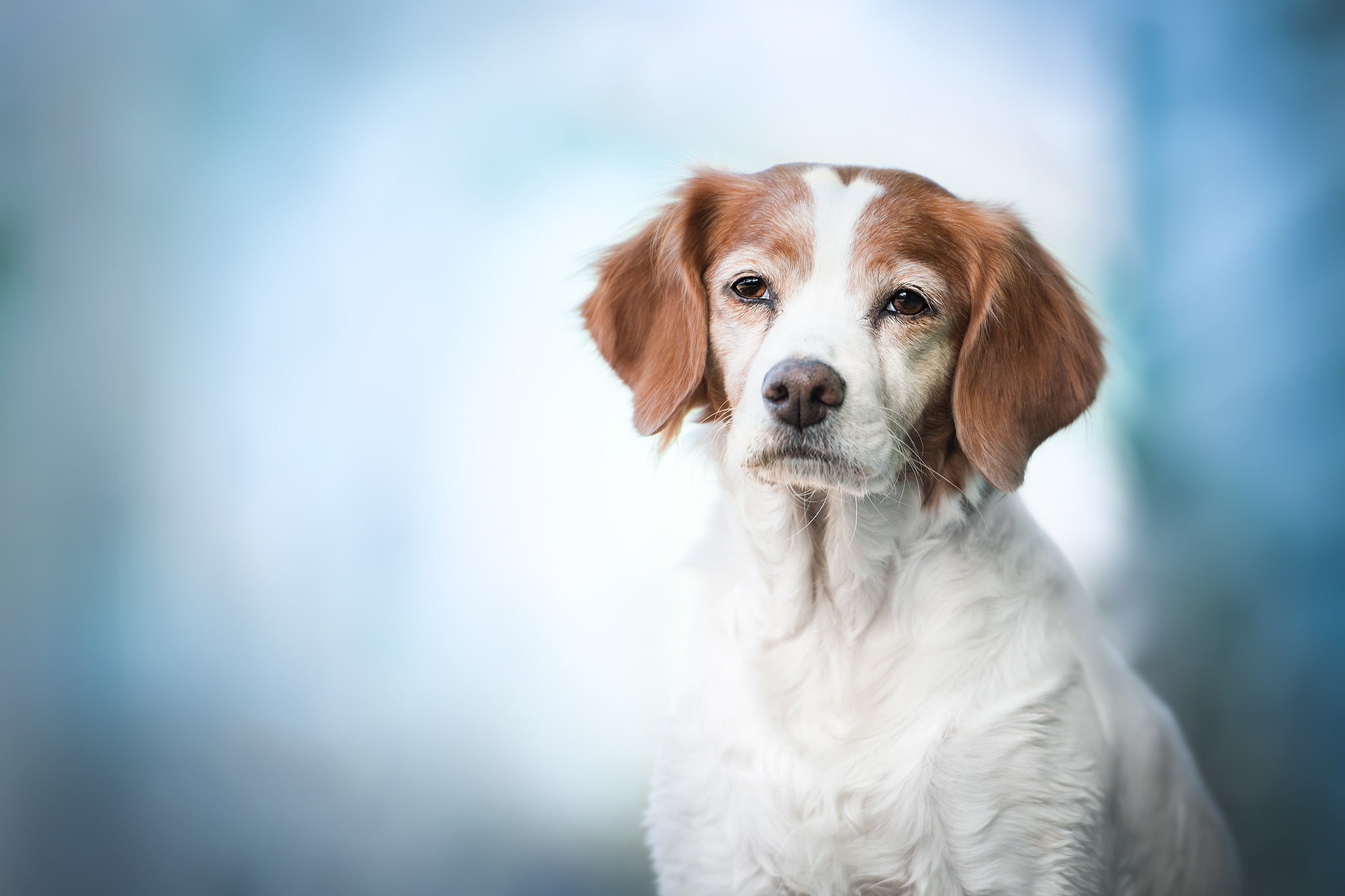 Spaniel Breton, The Brittany, face, 1080P, dog, background, look, portrait, HD Wallpaper