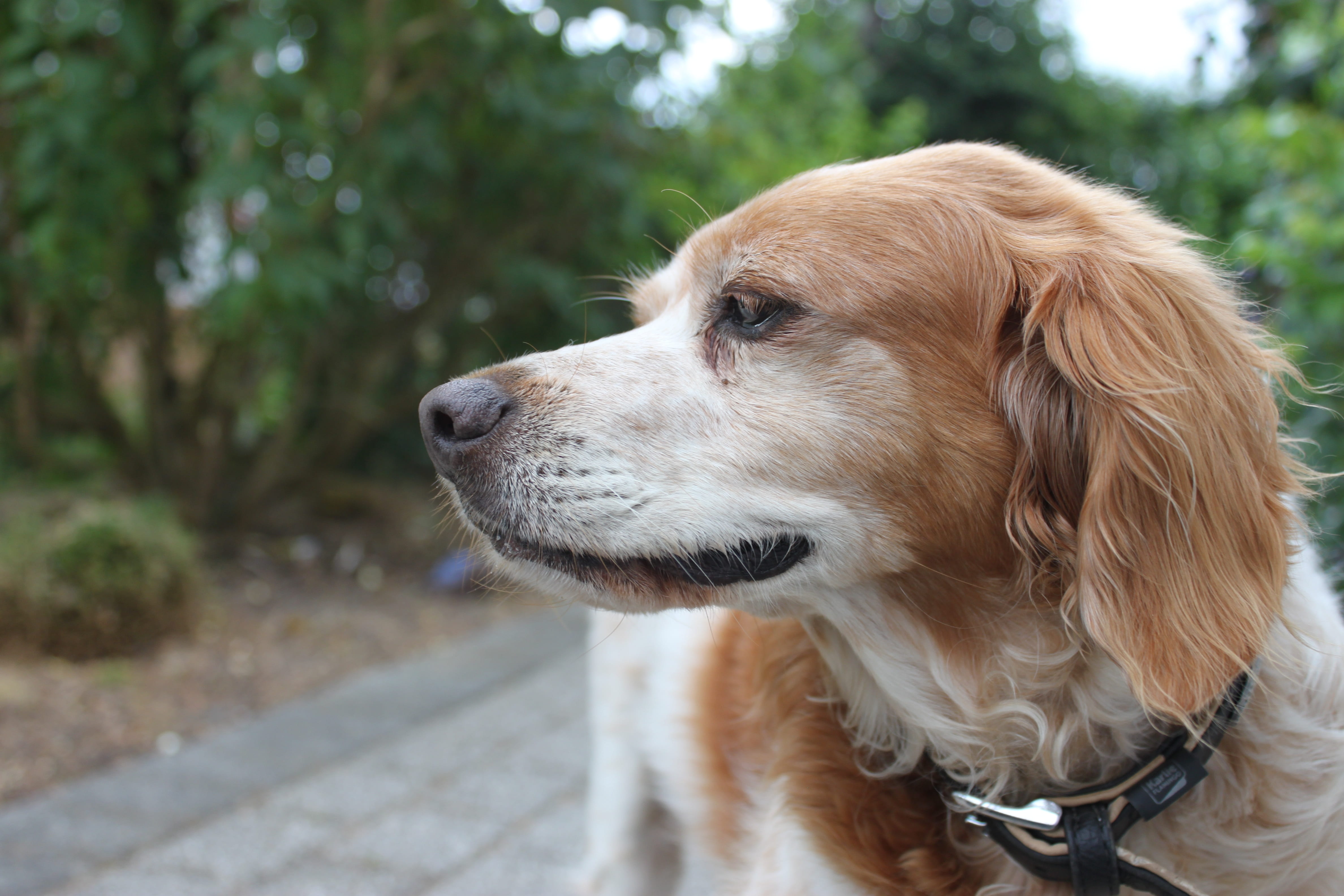 outdoors, pointing dog, profile view, animal themes, looking away, dog head, 4K, golden retriever, mammal, domestic, animal body part, close-up, epagneul, HD Wallpaper