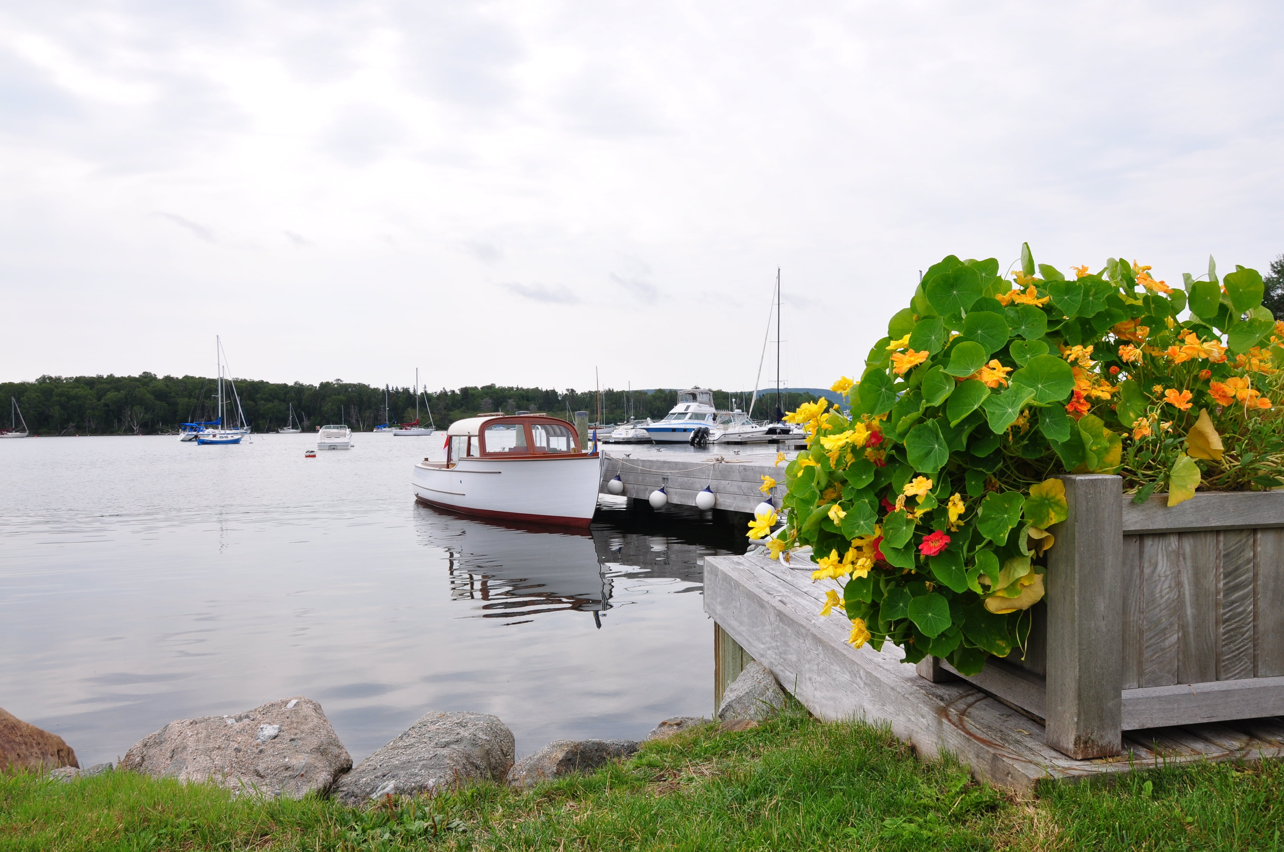 nature, boats in the harbor, sailboat, h, nova scotia, pier, sky, port, moored, river, beauty in nature, cloud - sky, anchorage, plant, architecture, water, HD Wallpaper