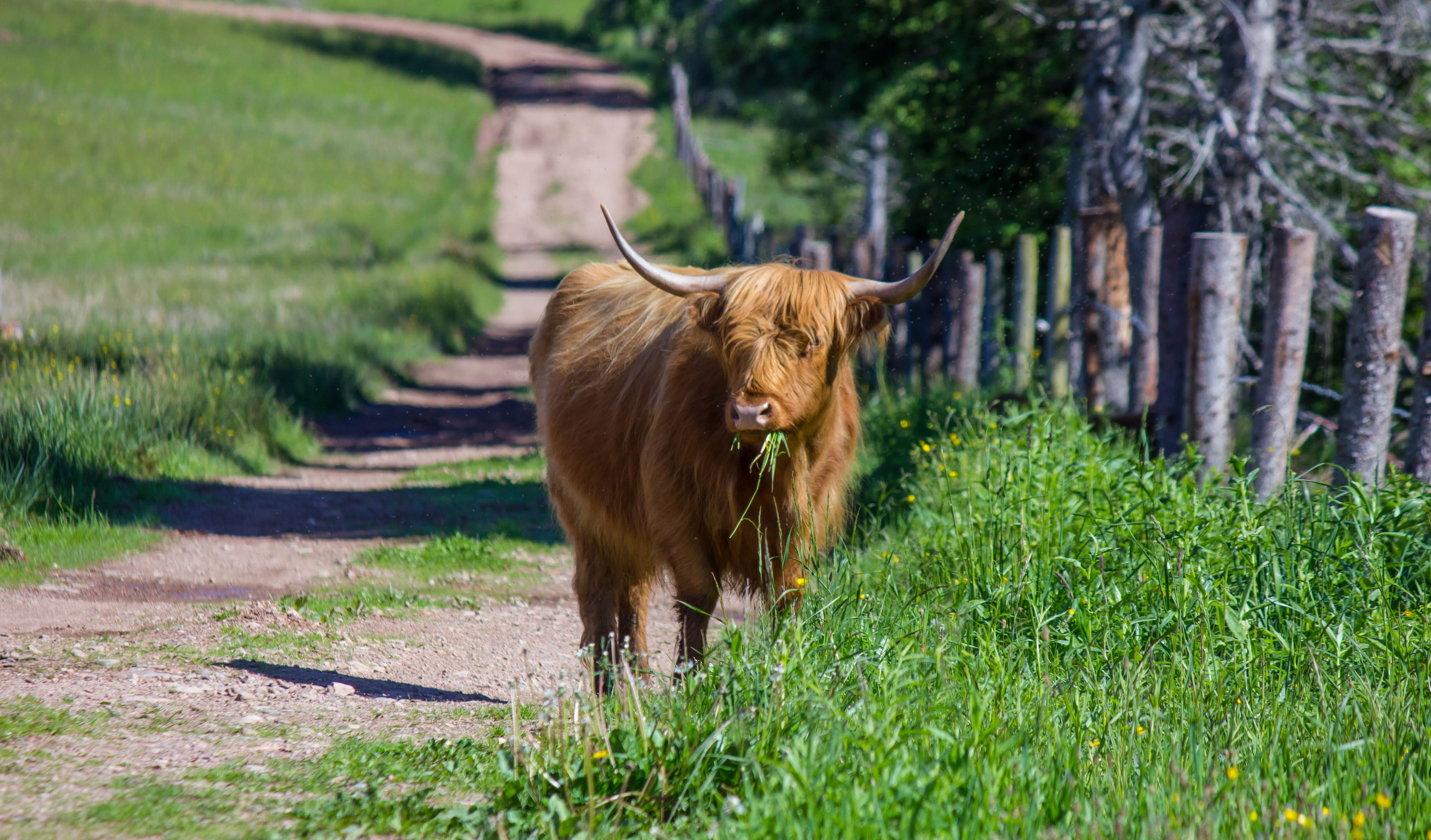 highland cattle, new scotland, horns, celtic, domestic cattle, grass, animal themes, vertebrate, brown, livestock, domestic animals, animal hair, north east margaree, HD Wallpaper