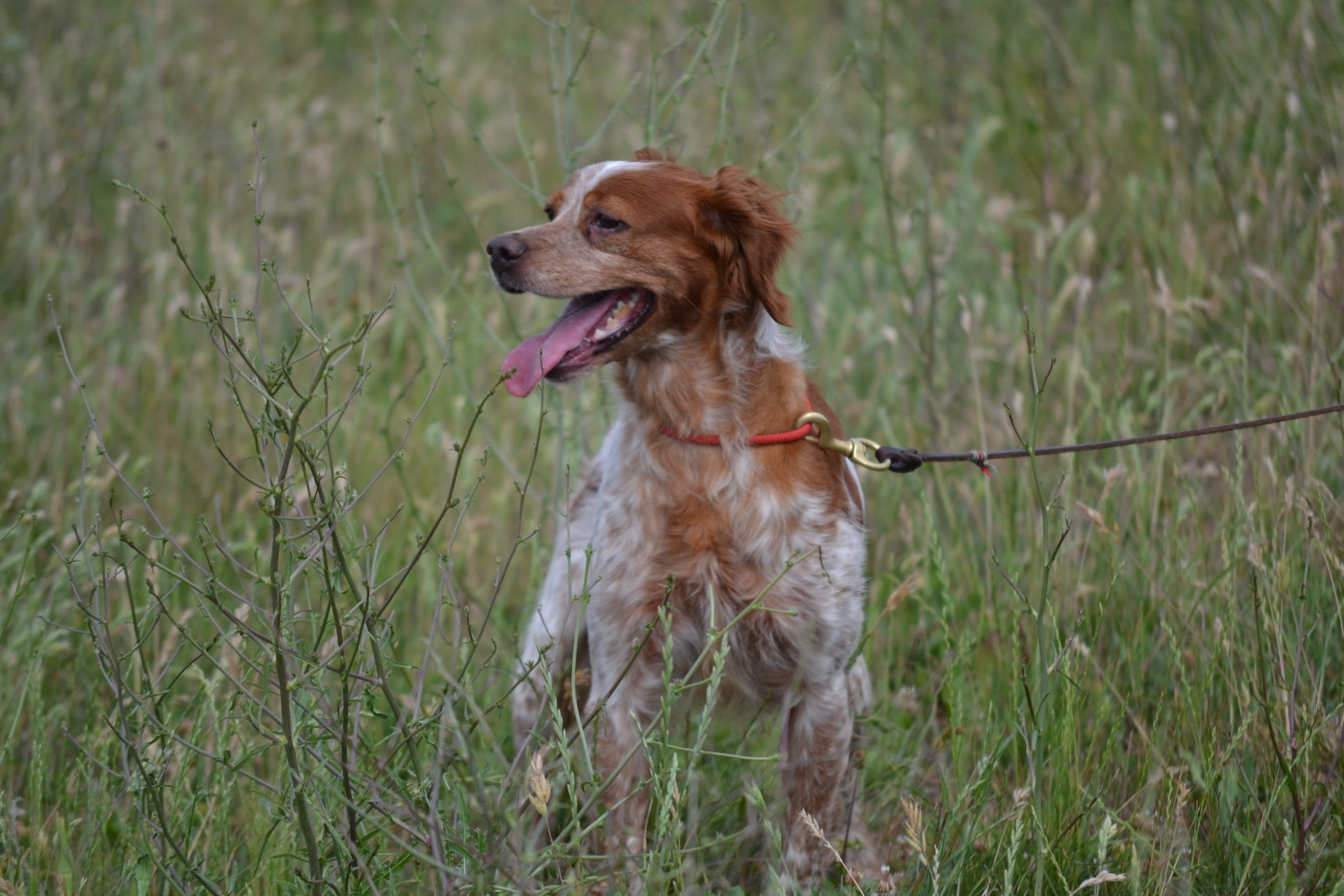 nature, animal themes, field, outdoors, trained dog, plant, domestic animals, epagneul breton, hunting, dog, domestic, vertebrate, growth, canine, pets, HD Wallpaper